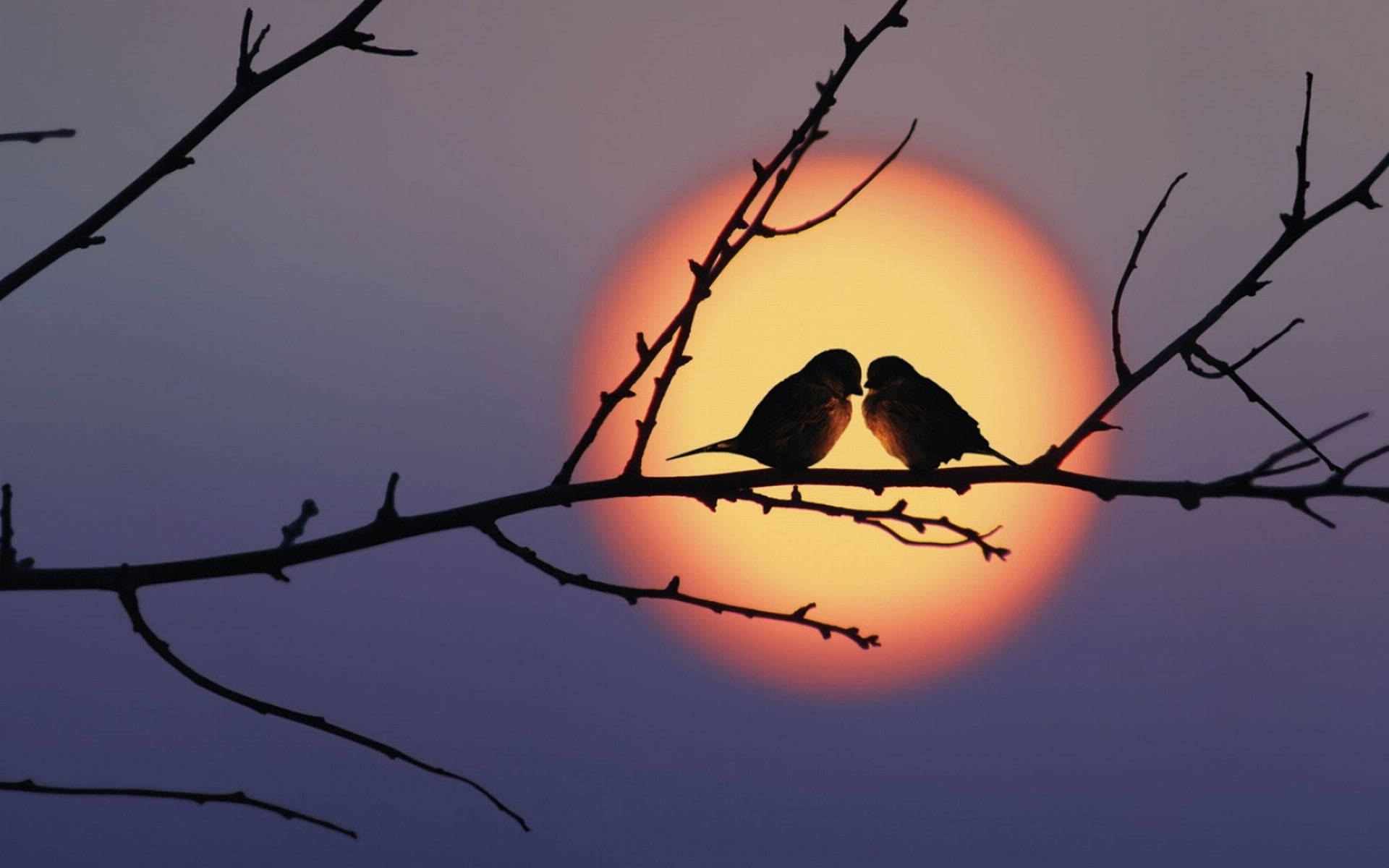 Romantic Love Birds On A Branch Background