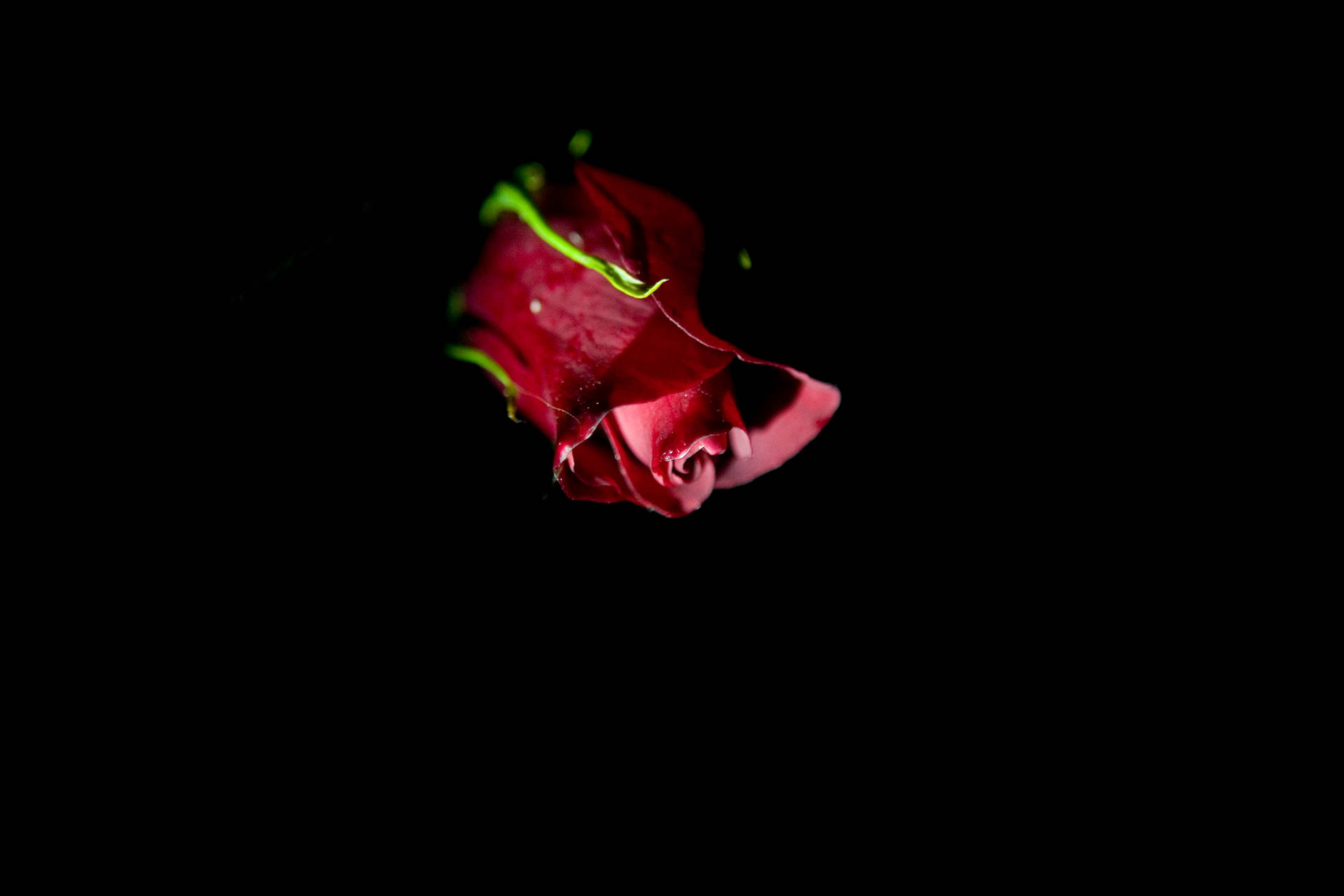 Romantic Love Flower Rose In Black Background