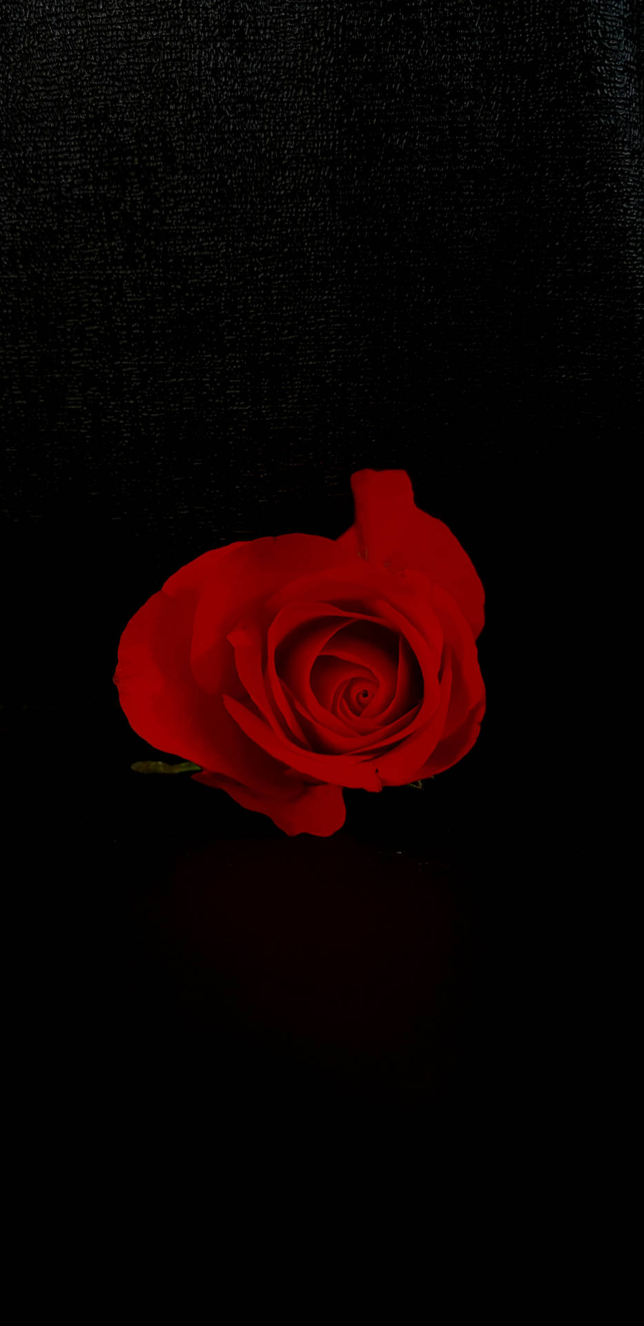 Romantic Love Flowers Against Black Background