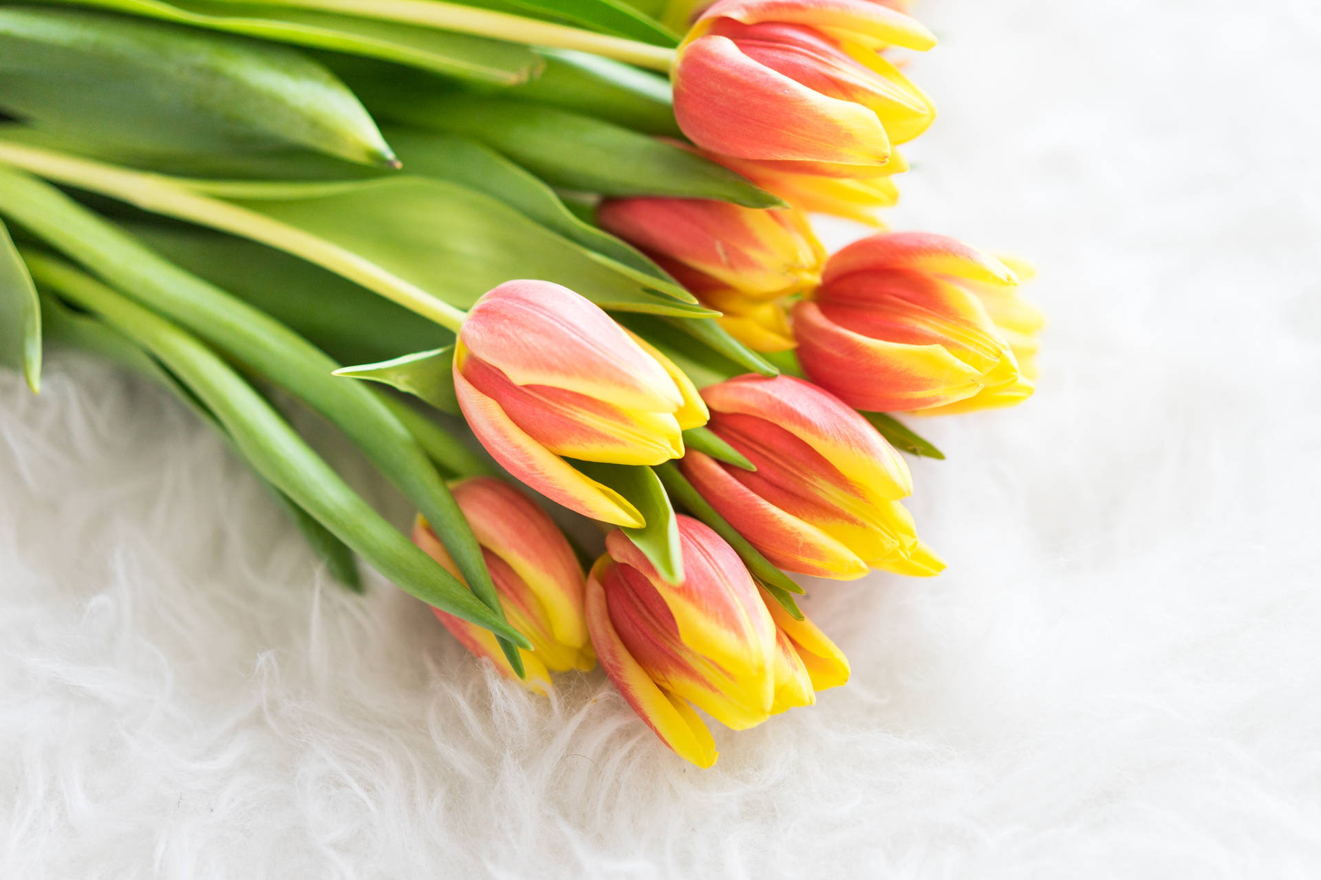 Romantic Love Flowers Pink And Yellow Tulips Background