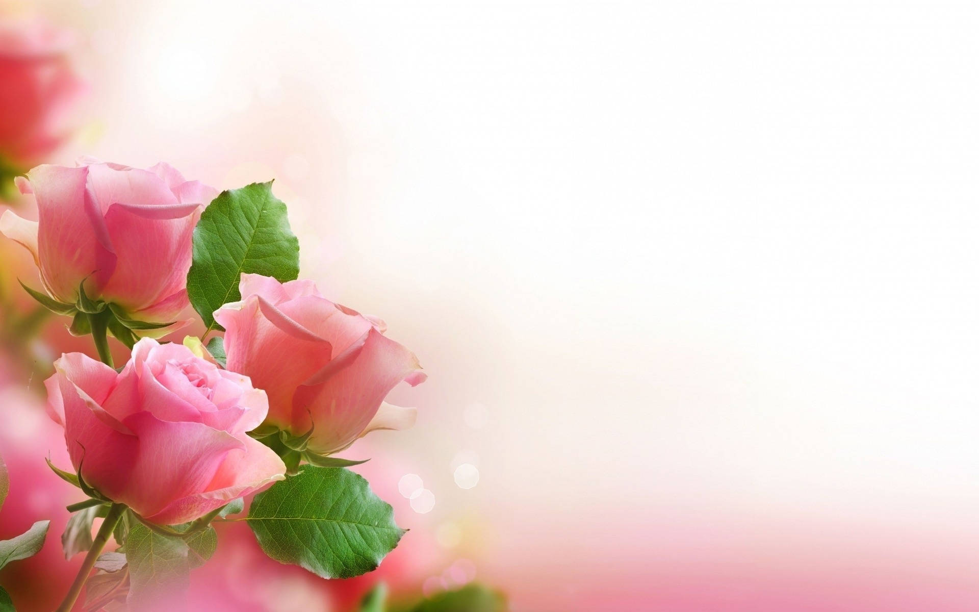 Romantic Love Flowers Pink Roses Background