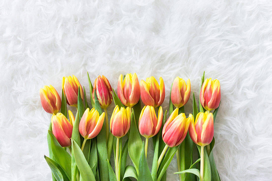 Romantic Love Flowers Rows Of Tulips Background