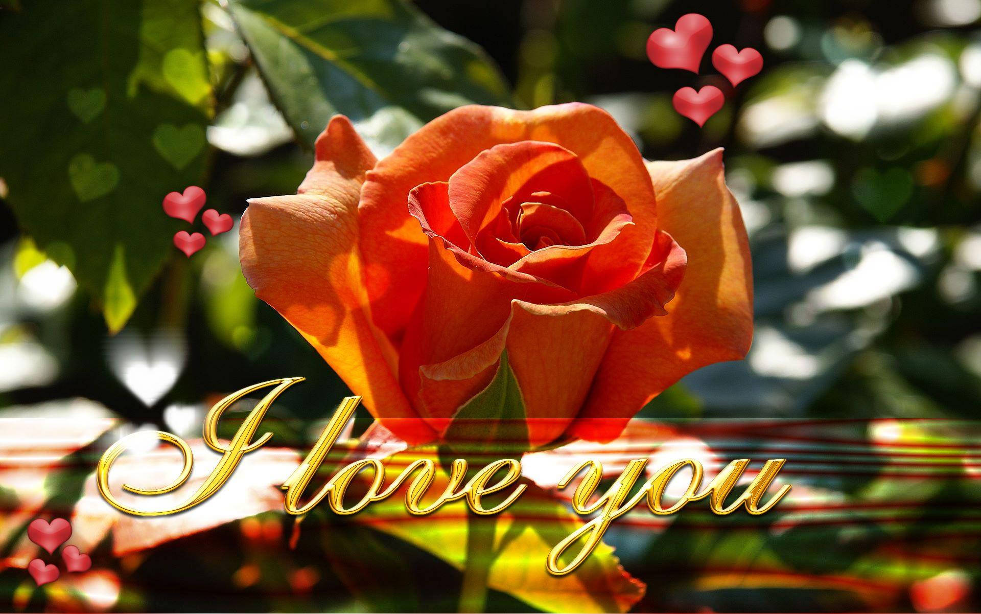 Romantic Orange Love Rose