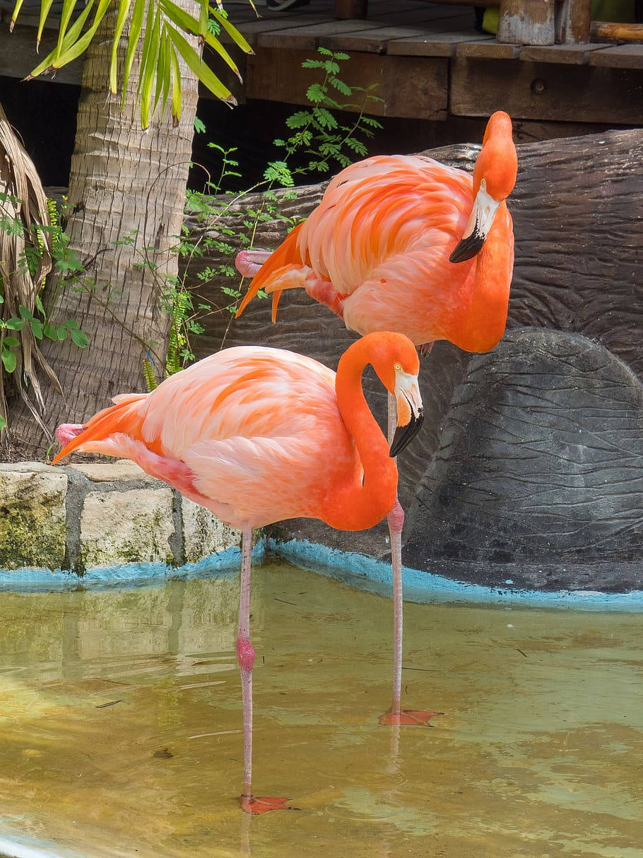 Romantic Pink Love Birds Enjoying A Dip Background