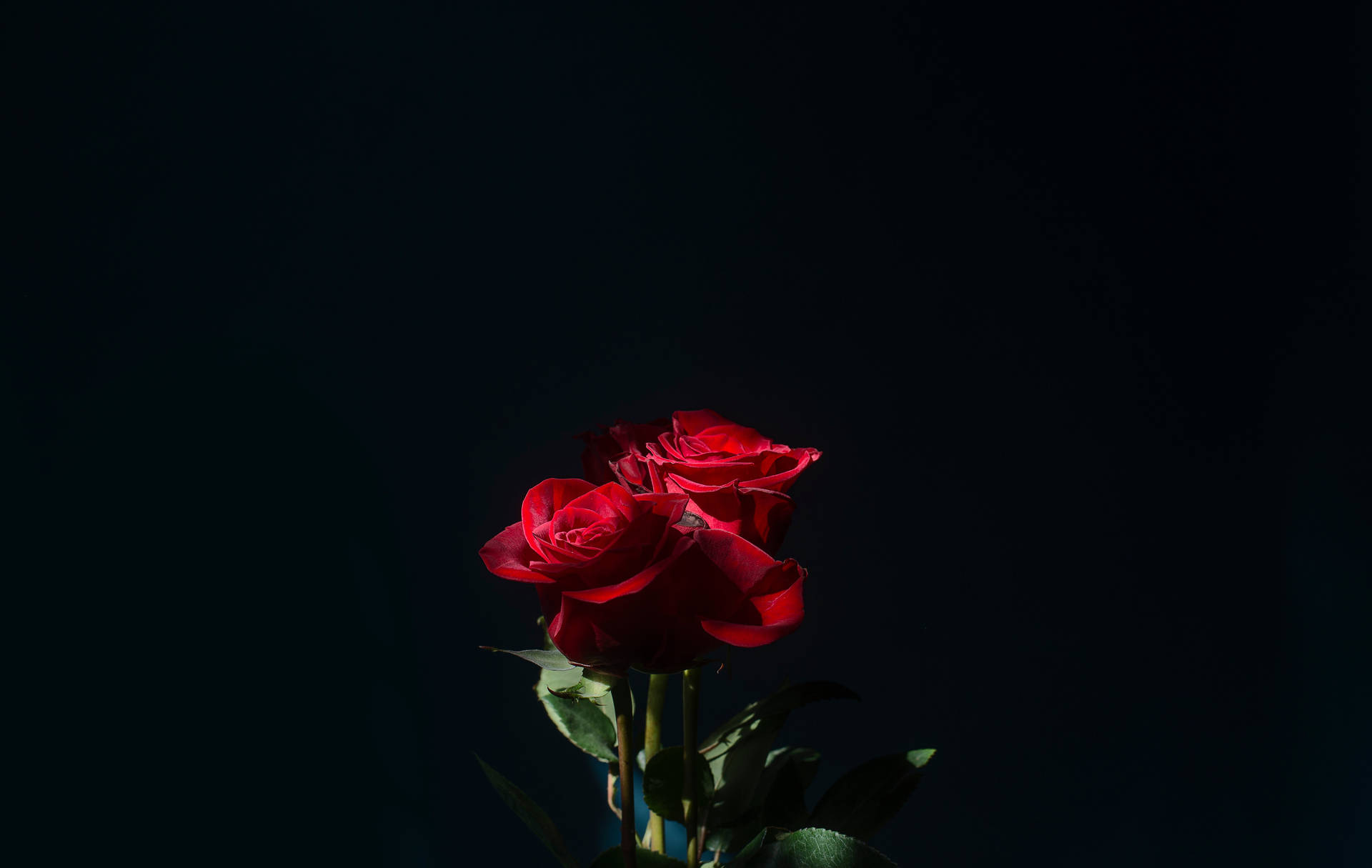 Romantic Red Rose Flower