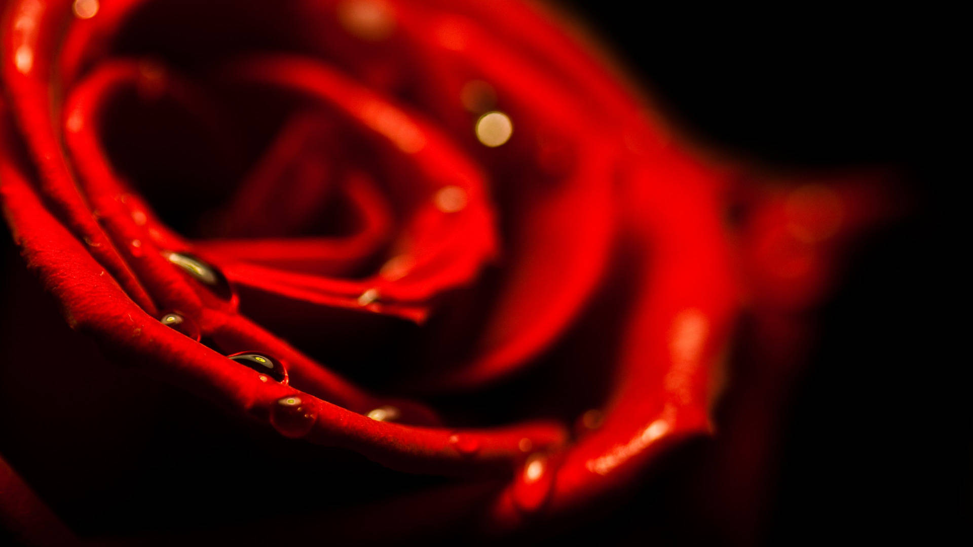 Romantic Red Rose Macro Shot With Crystal Clear Water Droplets. Background