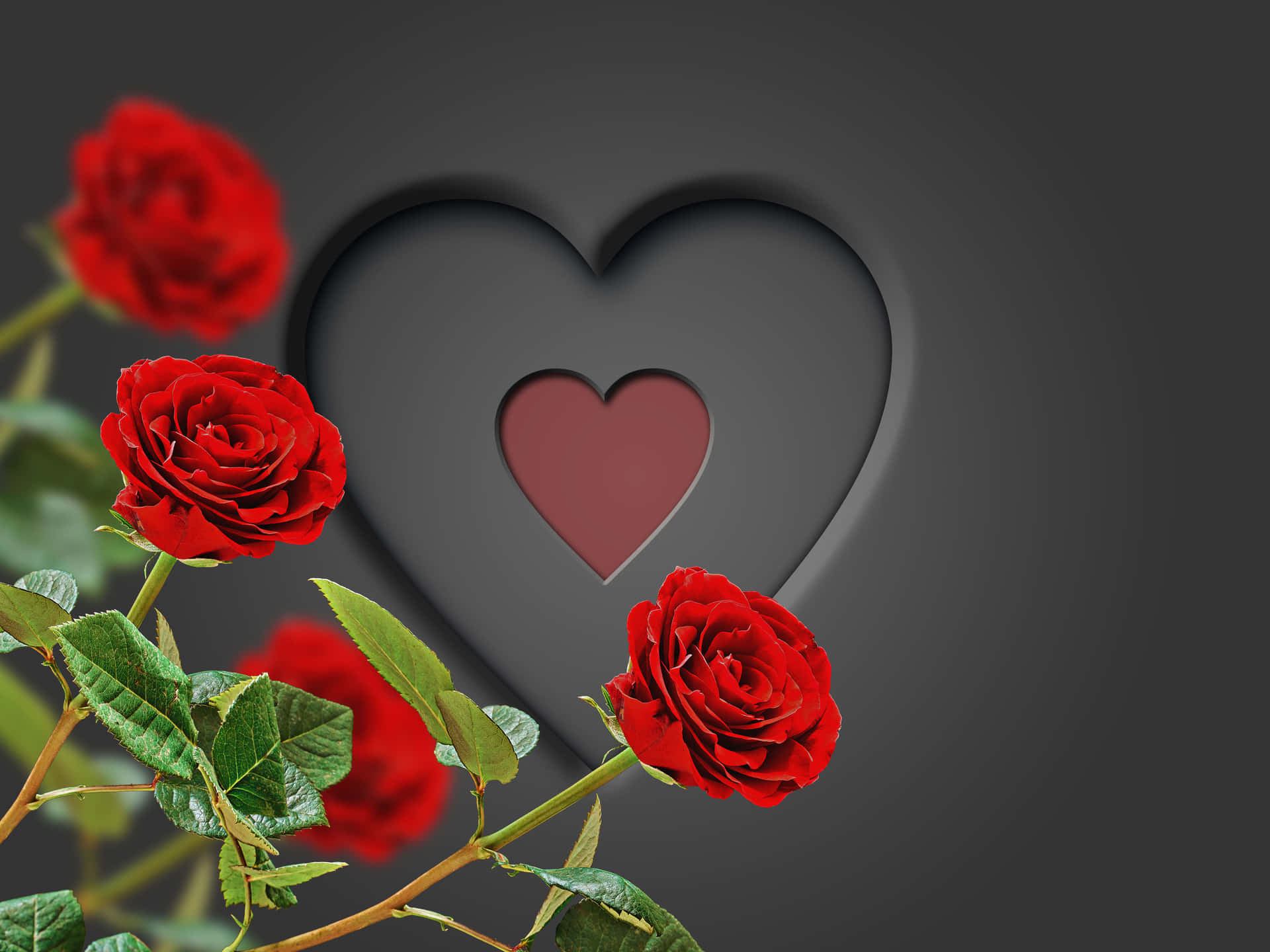 Romantic Red Roses Heart Background Background