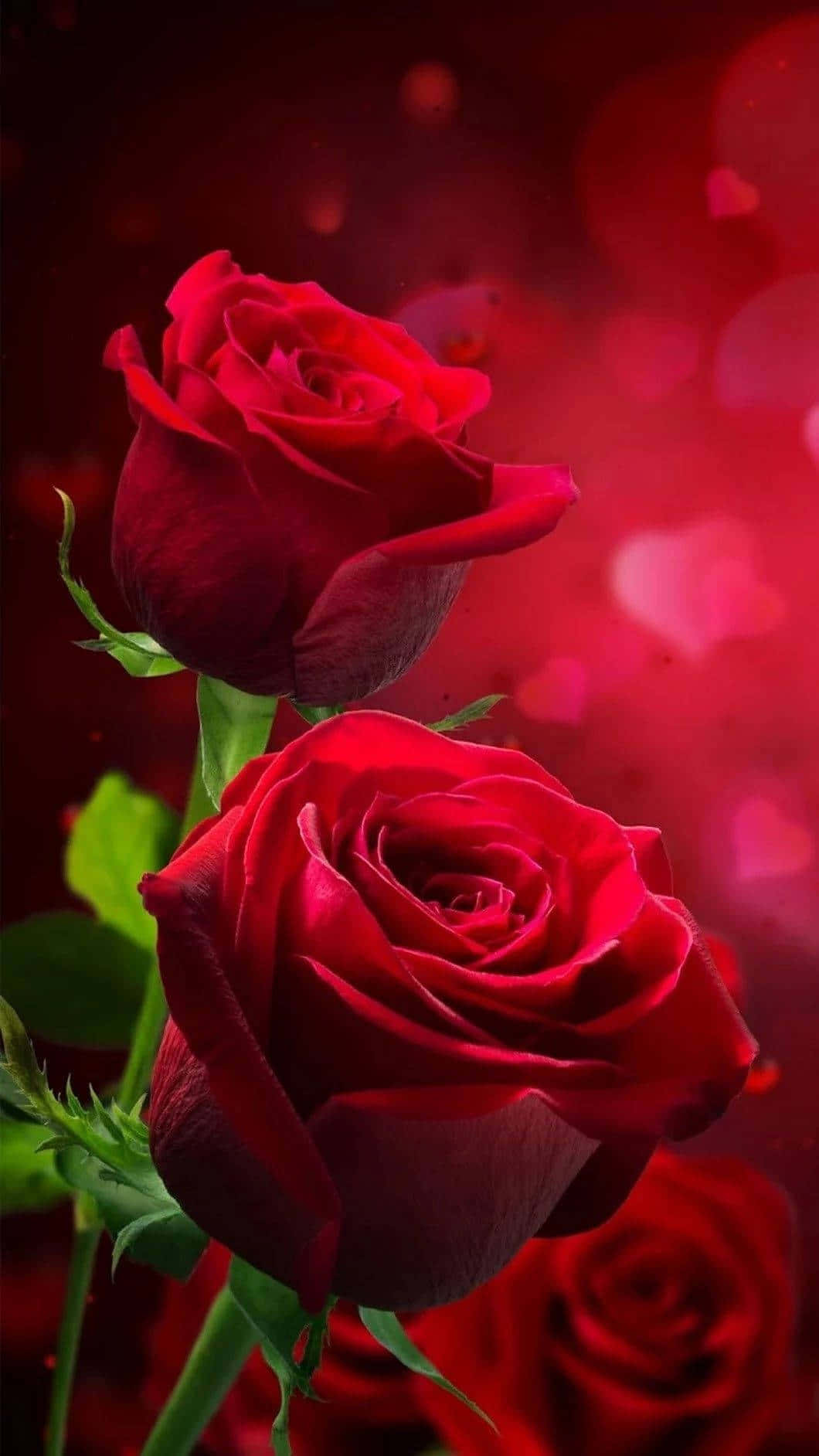 Romantic Red Roseson Bokeh Background Background