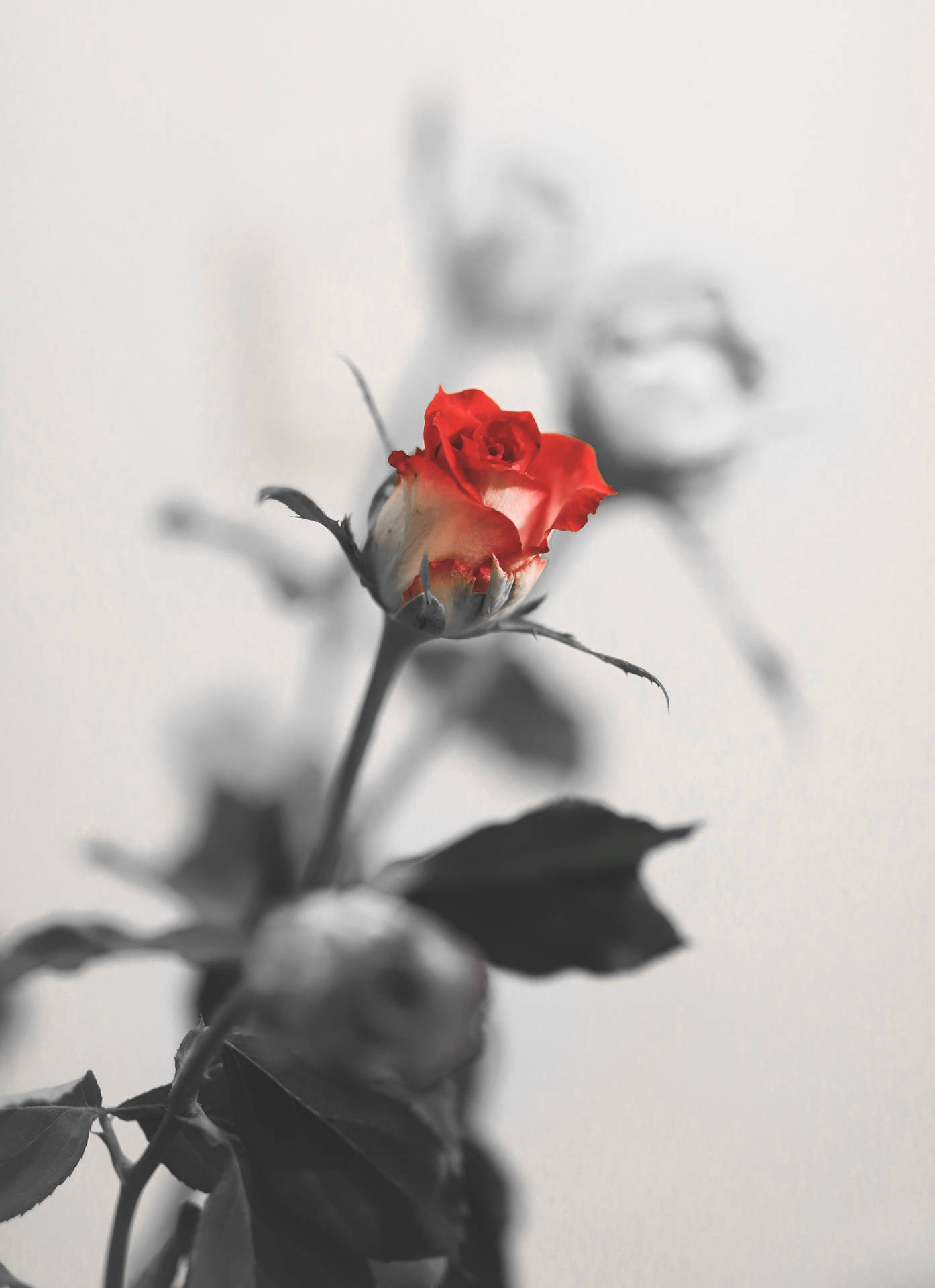 Romantic Rose 3775 X 5200 Background