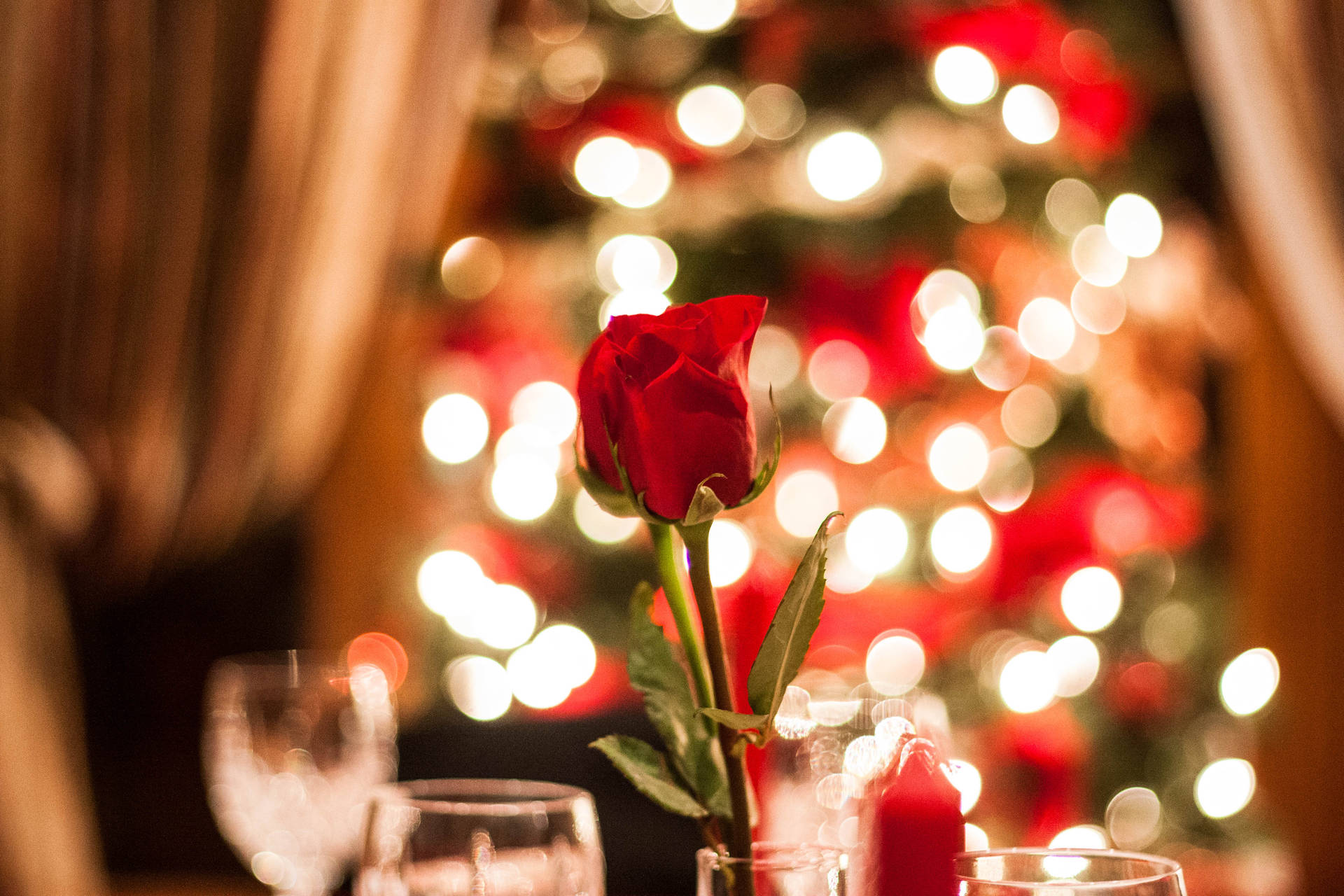 Romantic Rose During Christmas Background