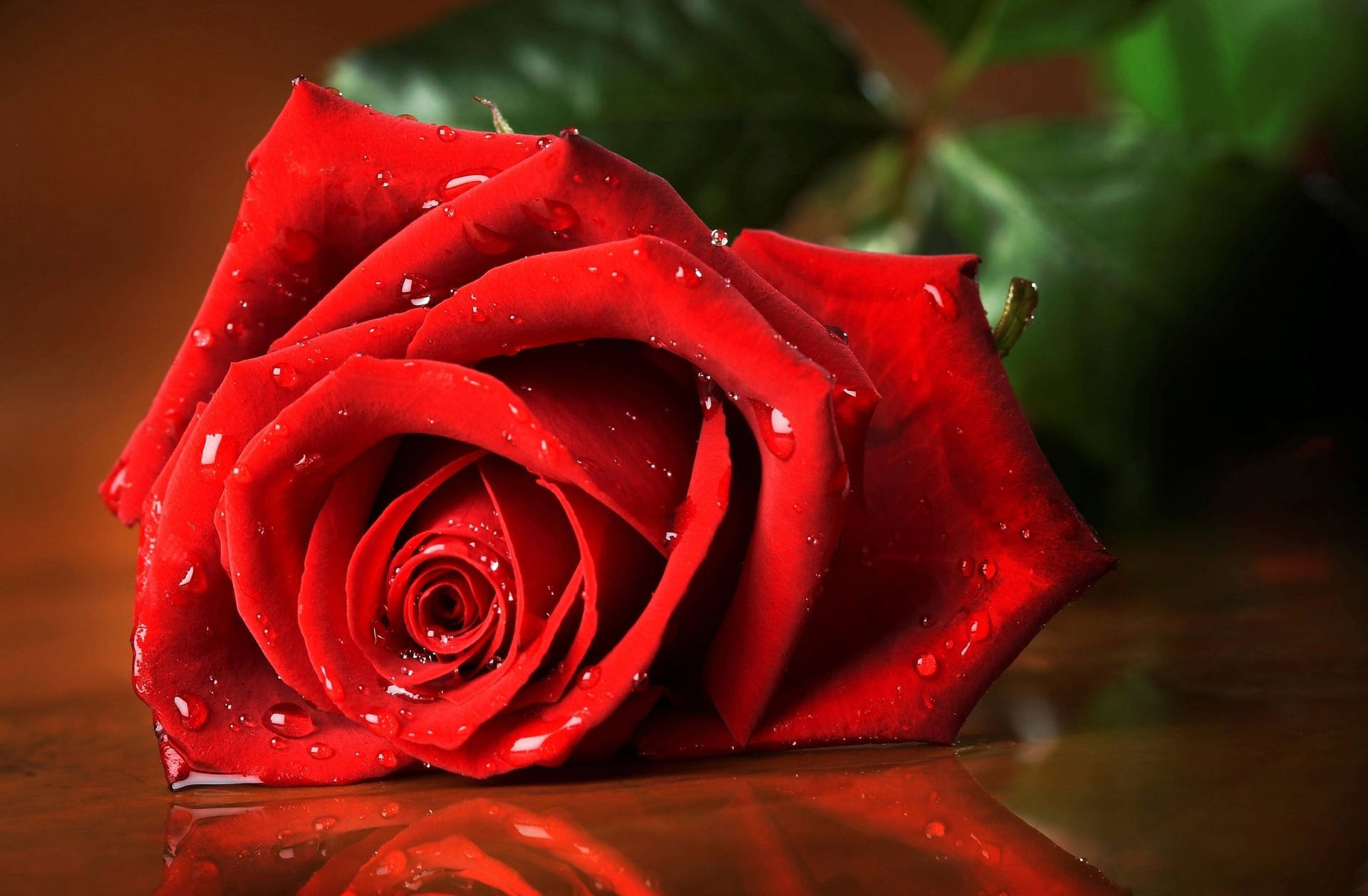 Romantic Rose With Mildew Background