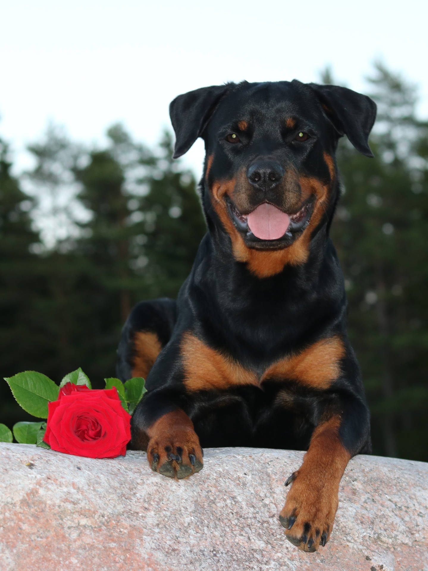 Romantic Rottweiler Dog With Rose Background