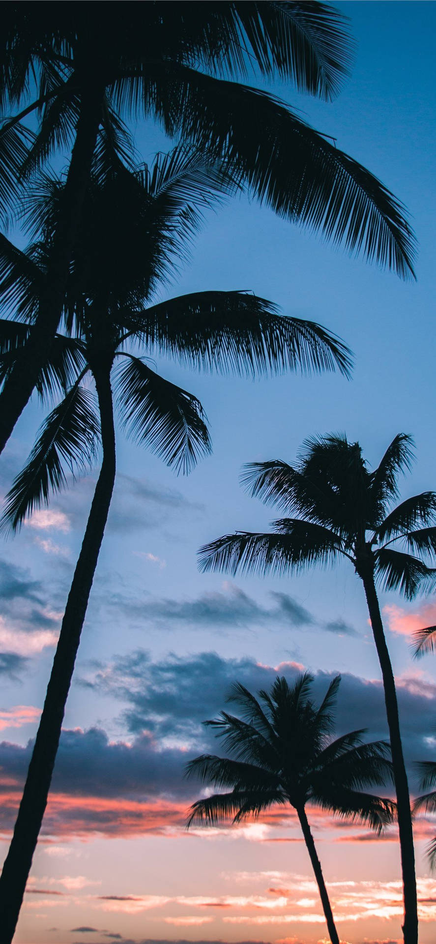 Romantic Sunset And Palm Trees Background