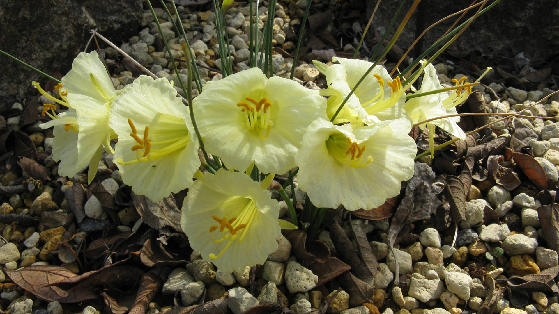 Romieuxii Narcissus Flowers Background