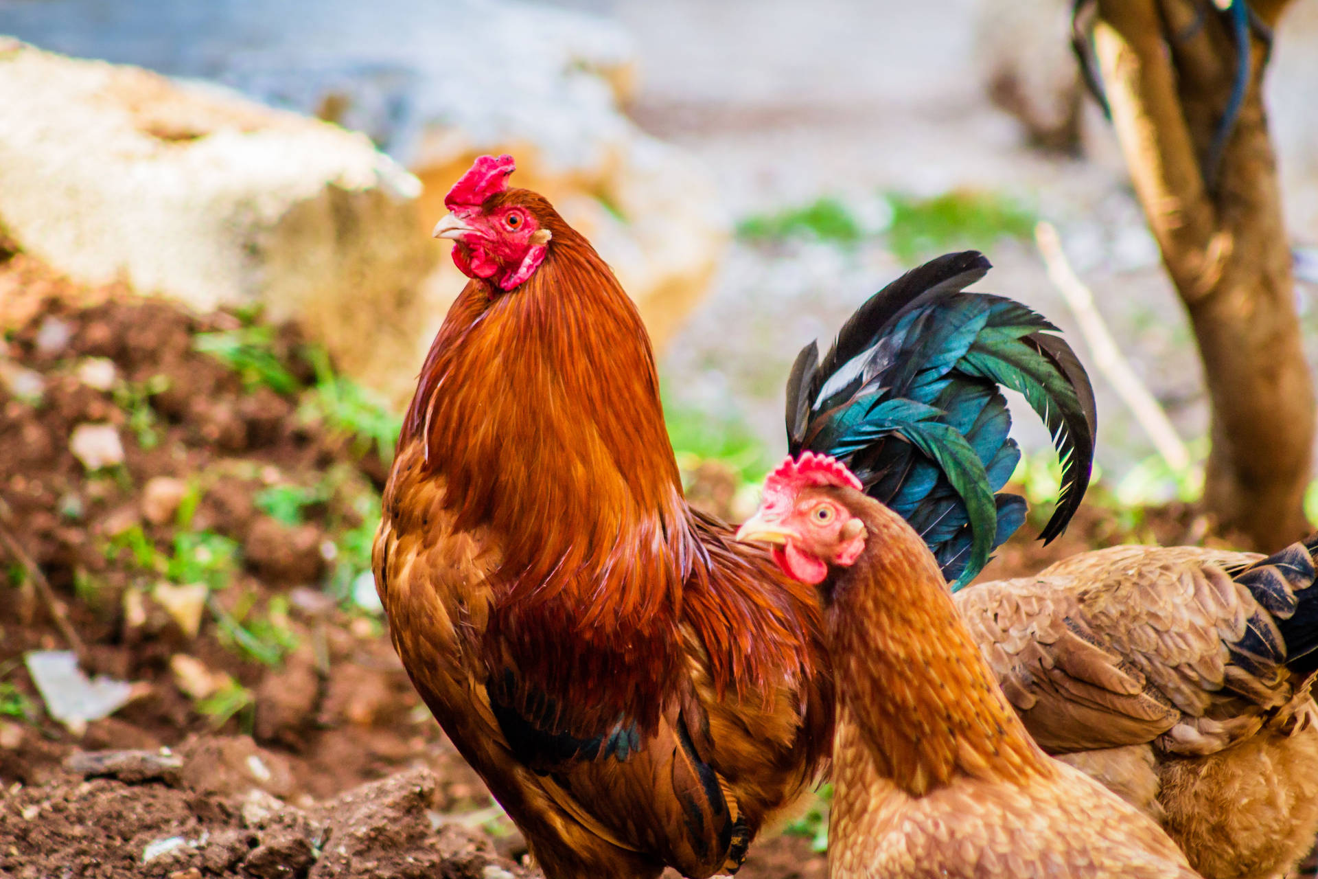 Rooster And Hen In Backyard Background