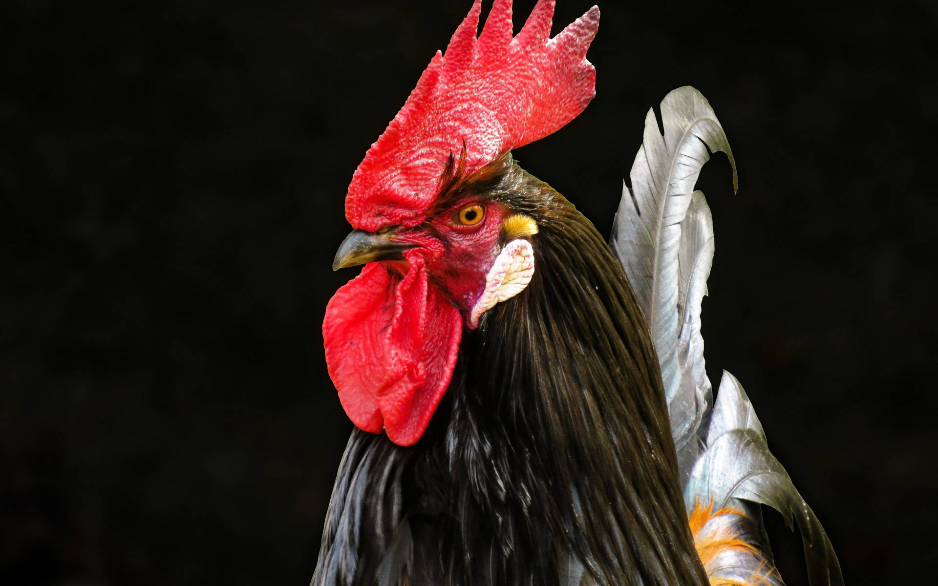 Rooster Bright Red Comb In Black Background