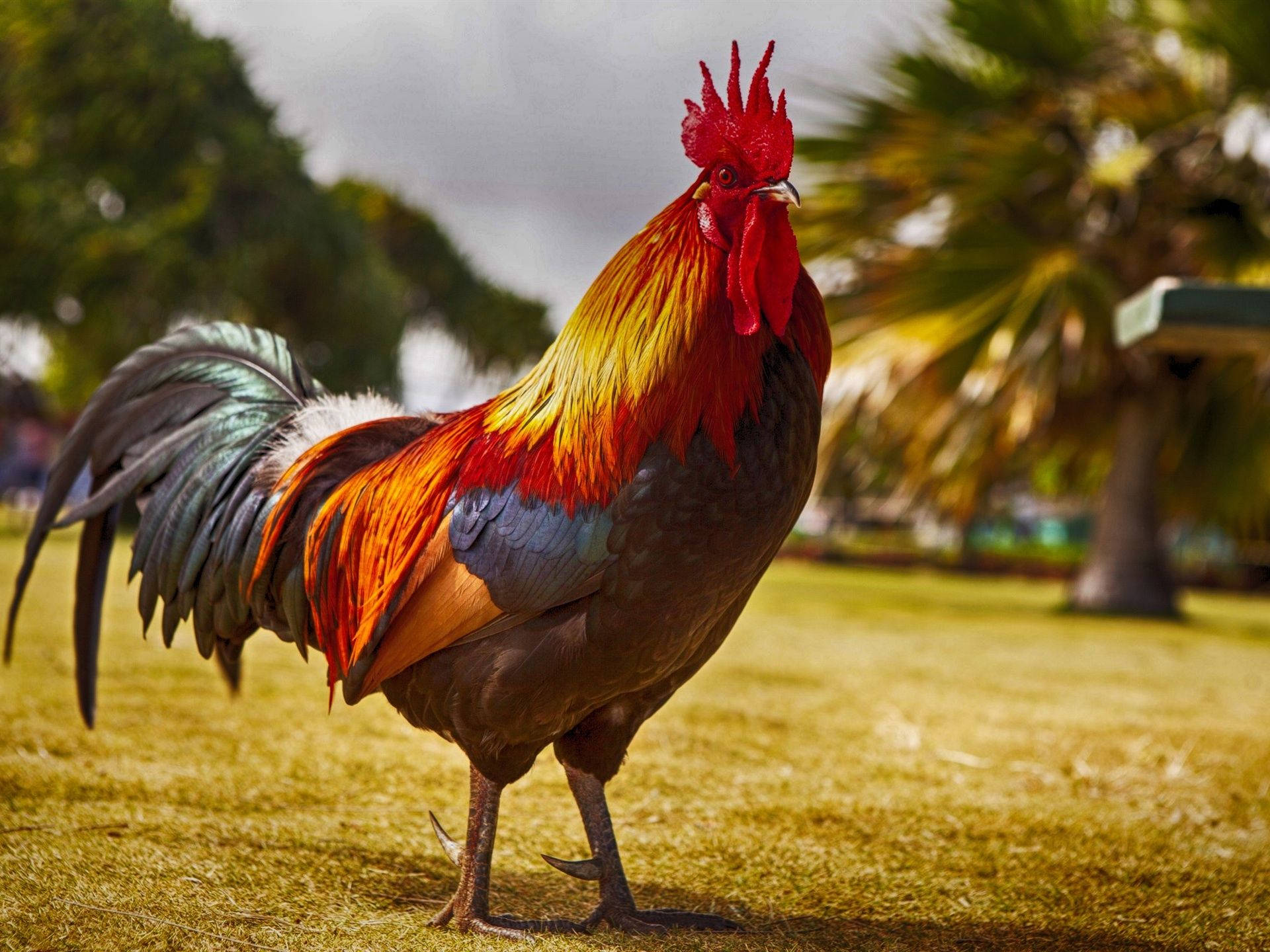 Rooster In Farm Ground Background