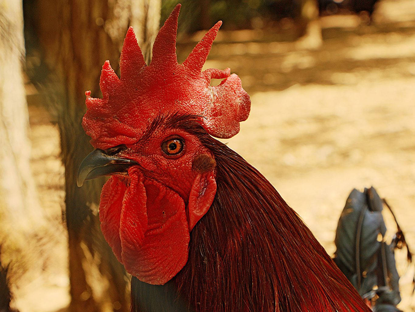 Rooster Red Crown Comb Background