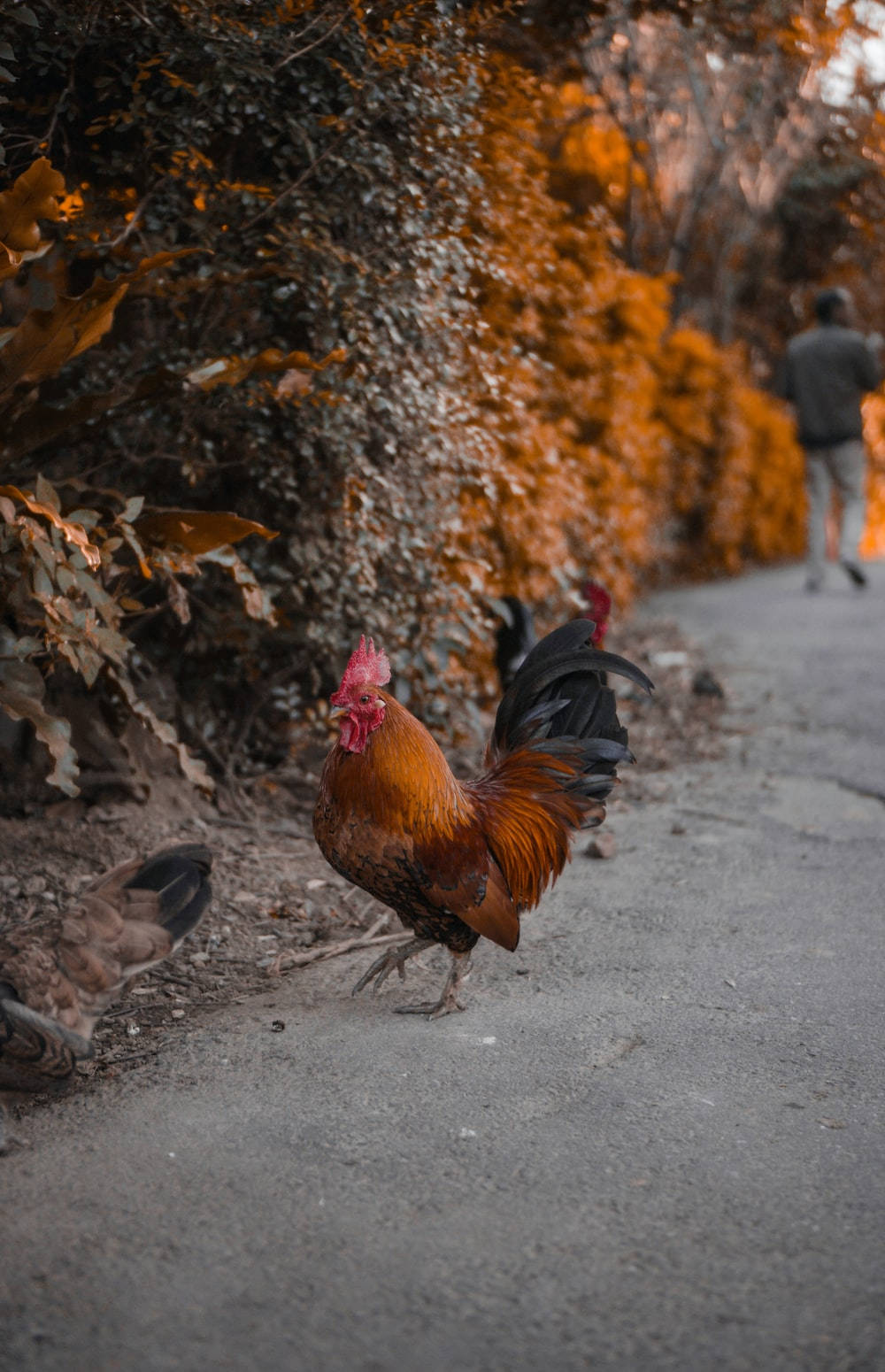 Rooster Roaming In Street