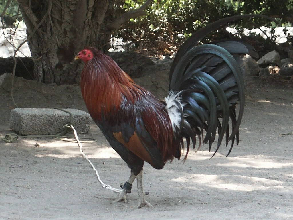 Rooster Tied In Rock Background