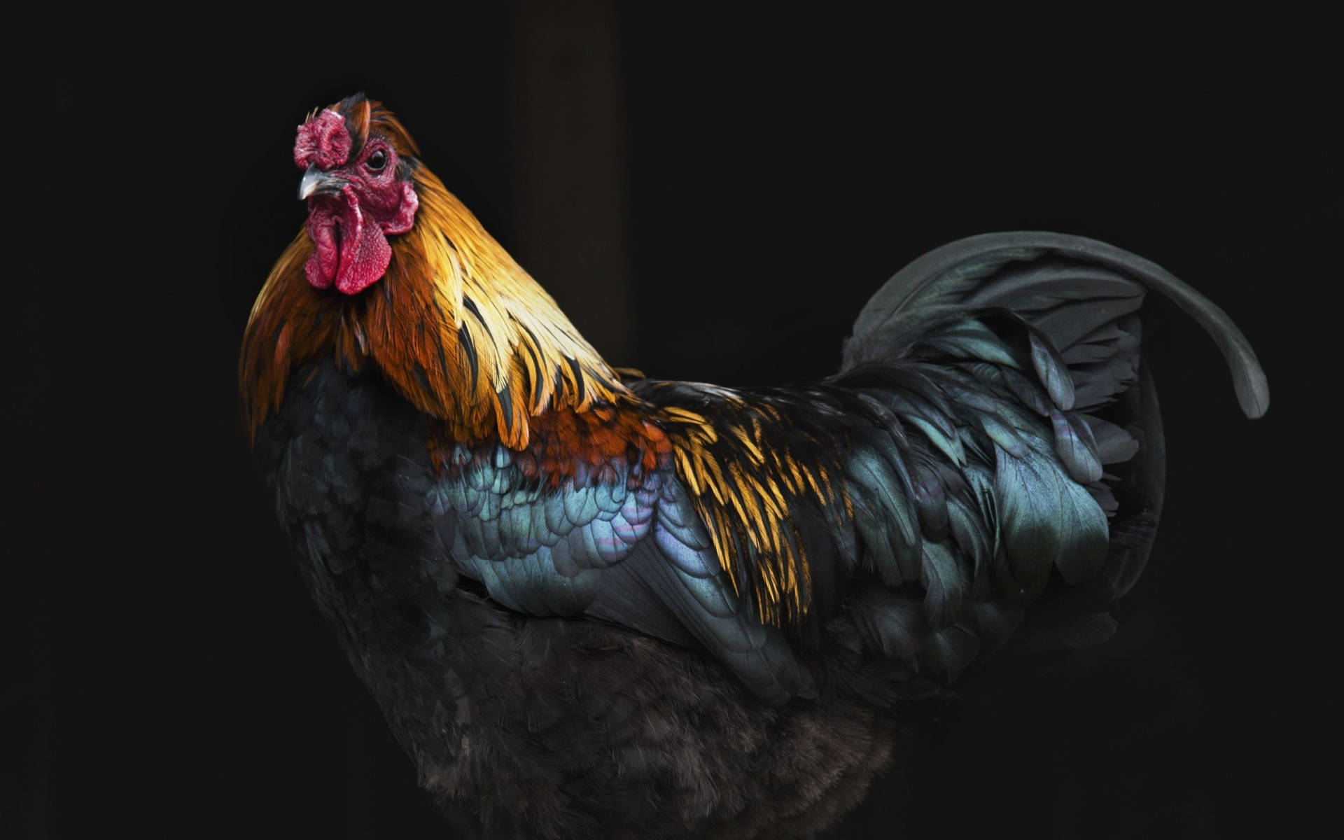 Rooster With Black Body Feathers Background