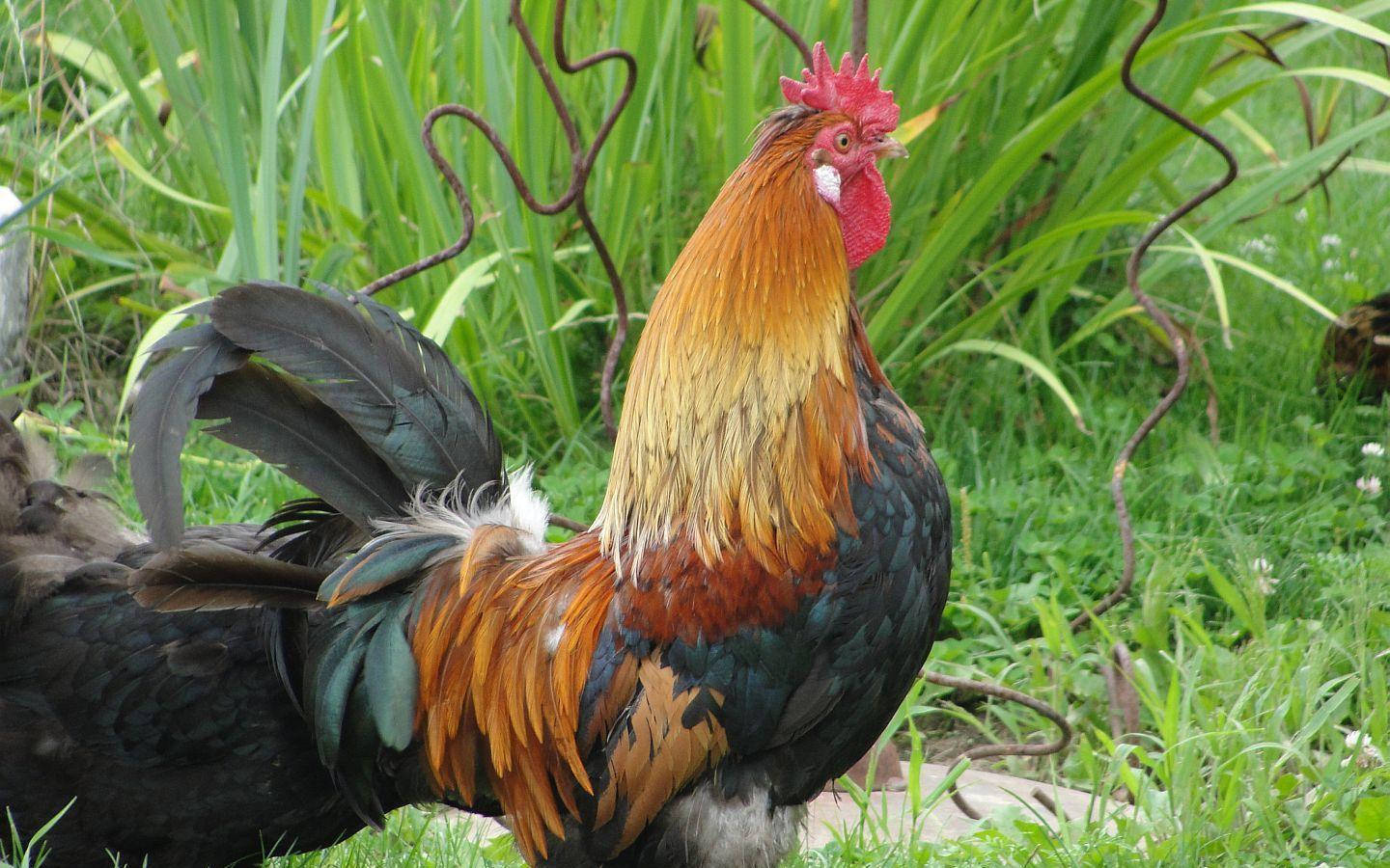 Rooster With Broken Metal Fence Background