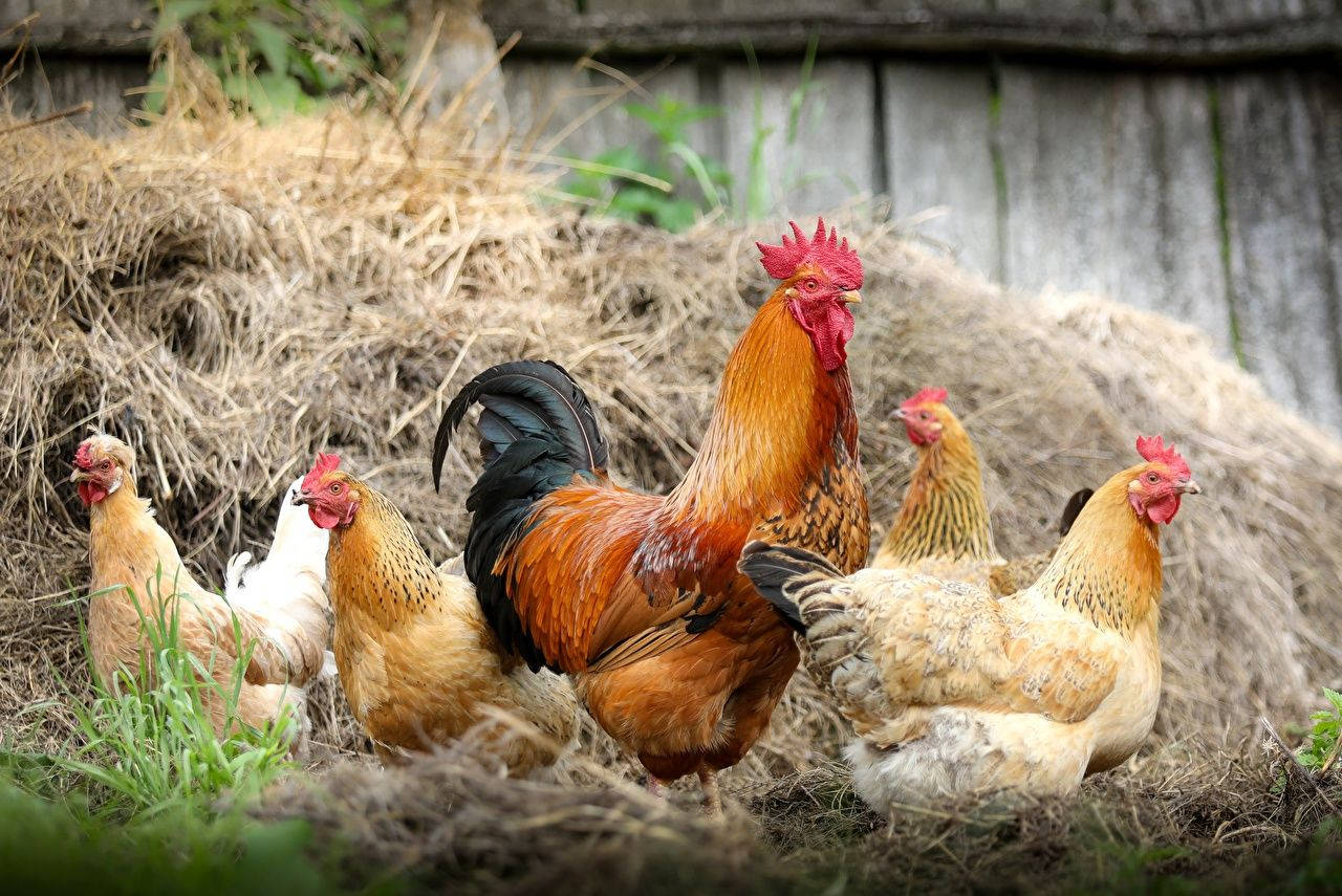 Rooster With Chickens In Barn