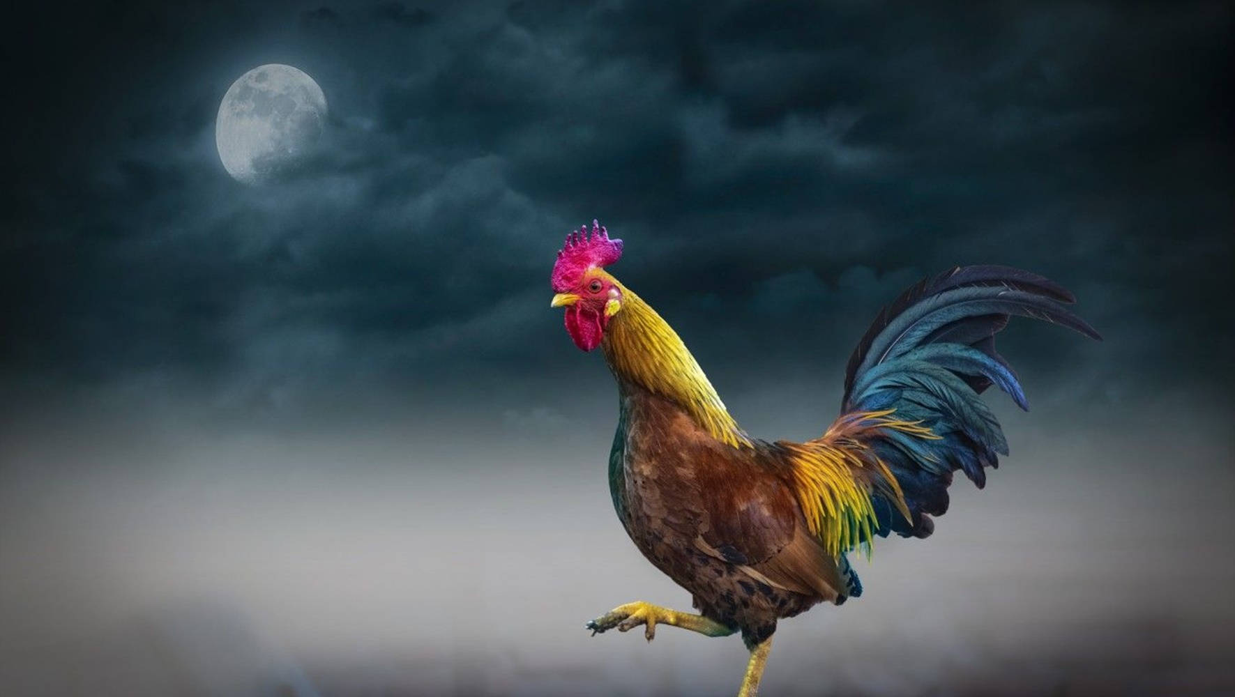 Rooster With Cloudy Full Moon