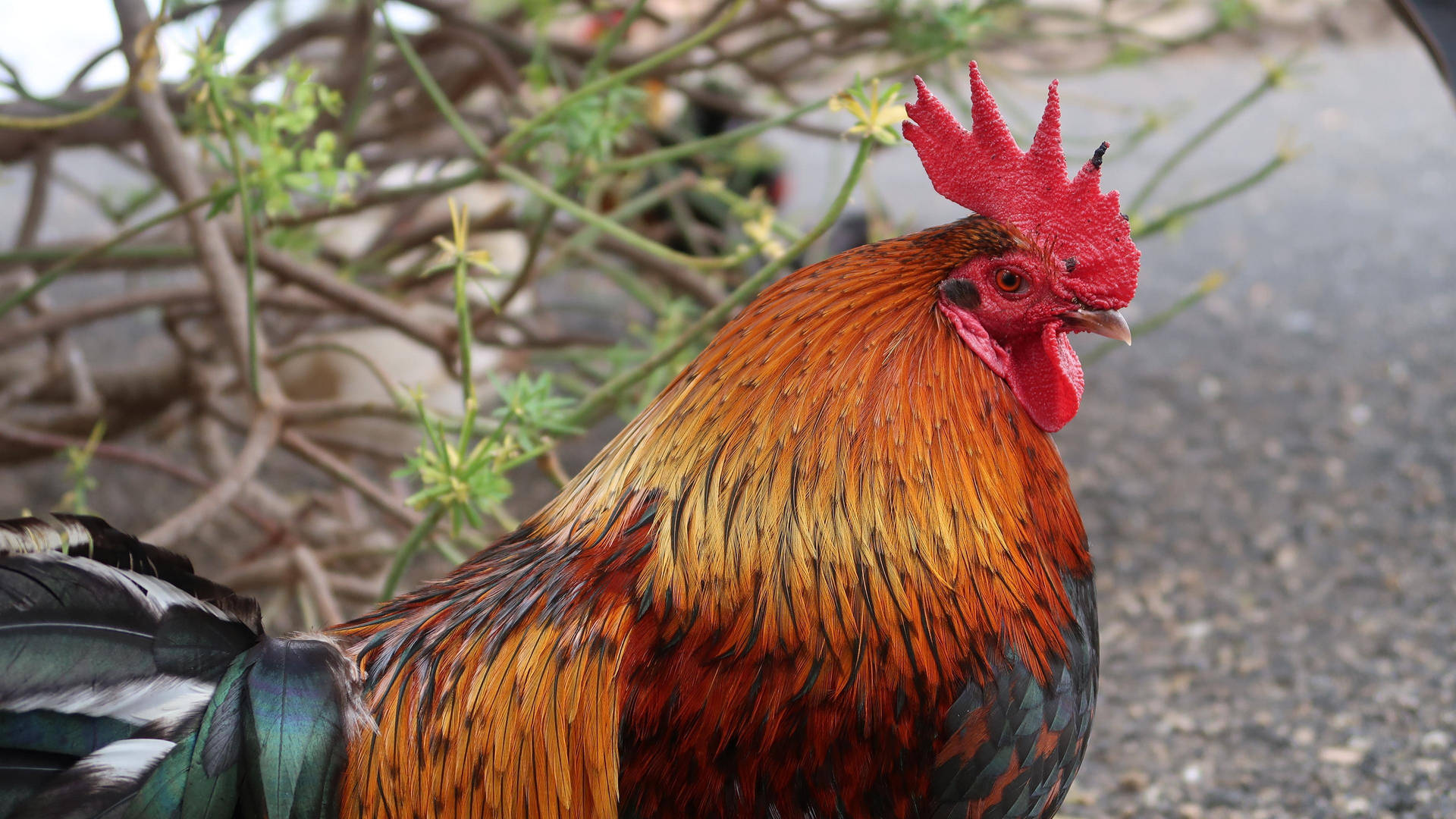 Rooster With Cyperus Plant Background