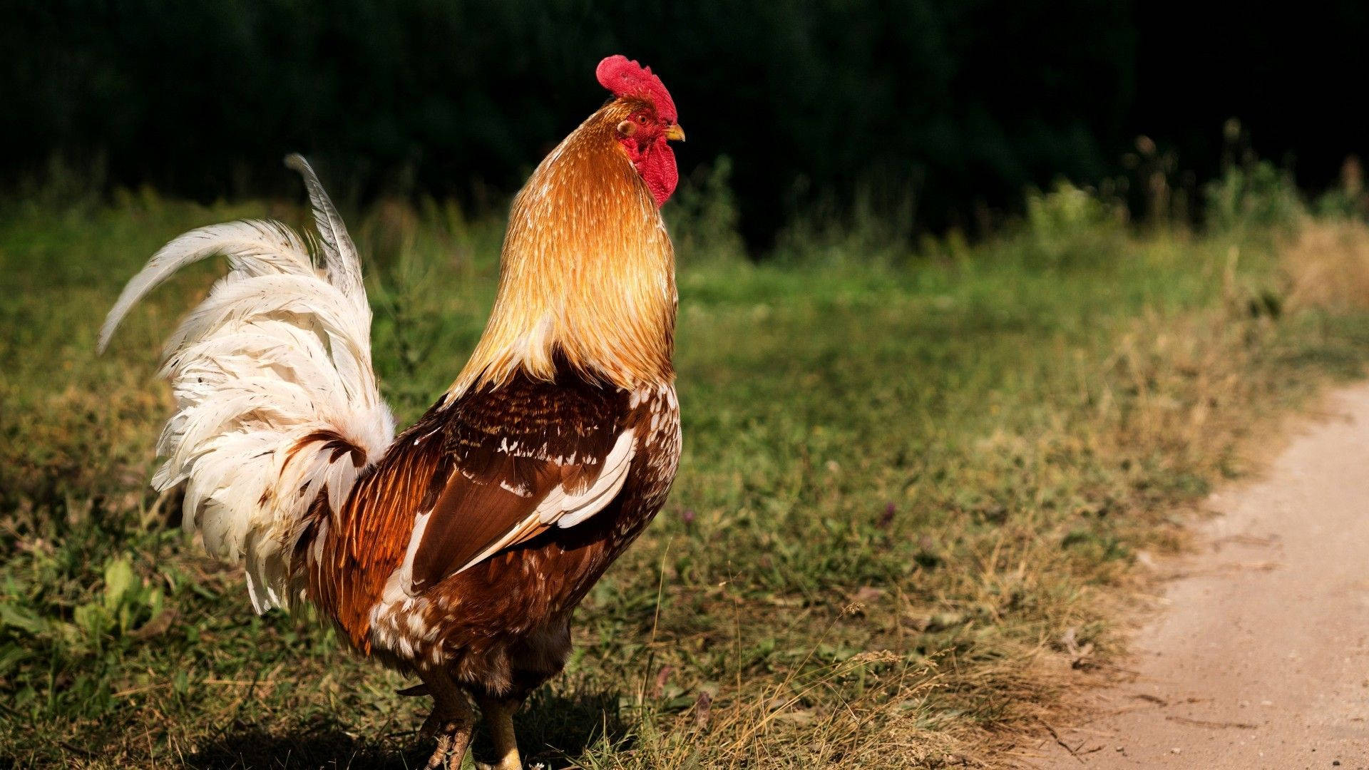 Rooster With White Sickle Feather