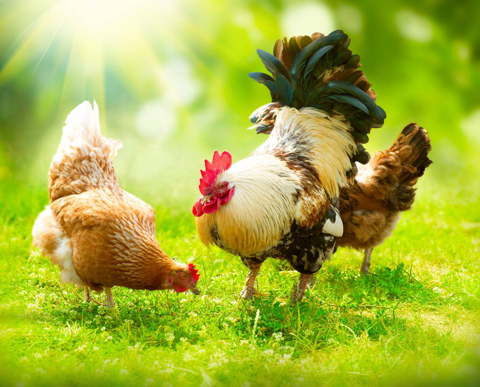 Roosters In Bright Sunlighted Grass Background