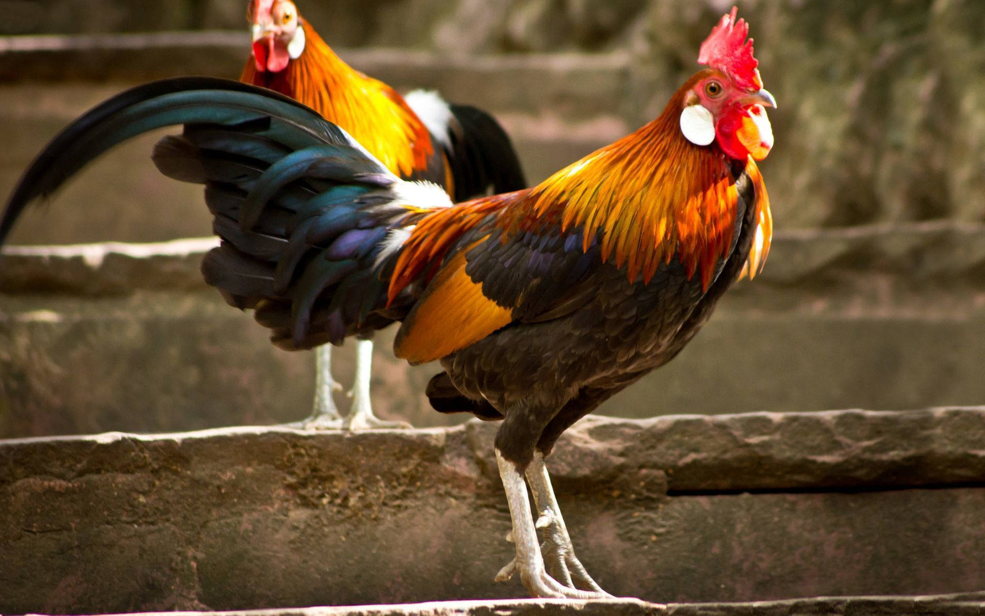 Roosters On Concrete Staircase