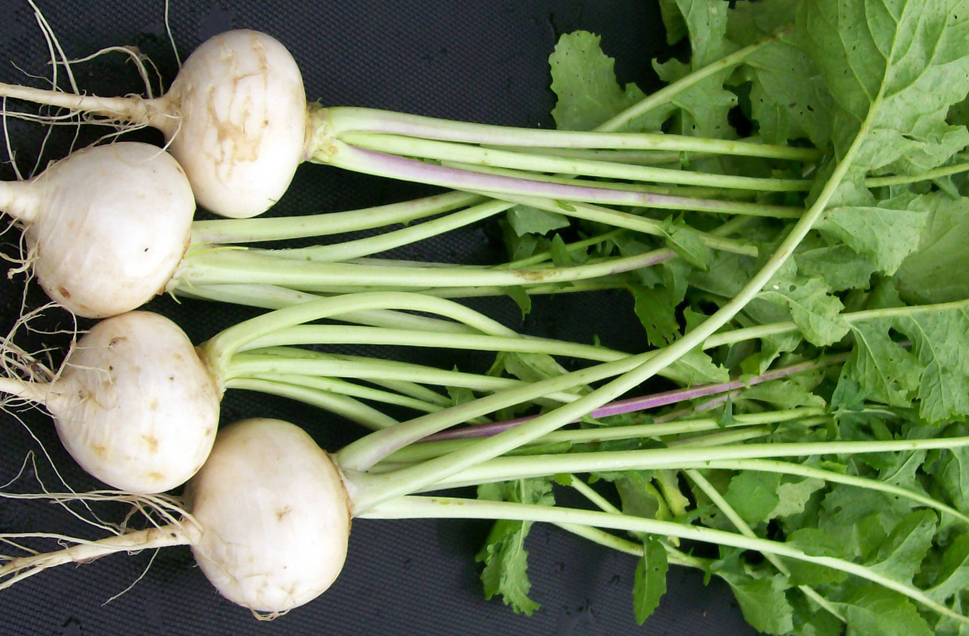 Root Plant Turnips Background