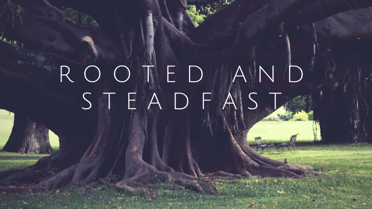 Rootedand Steadfast Tree Background