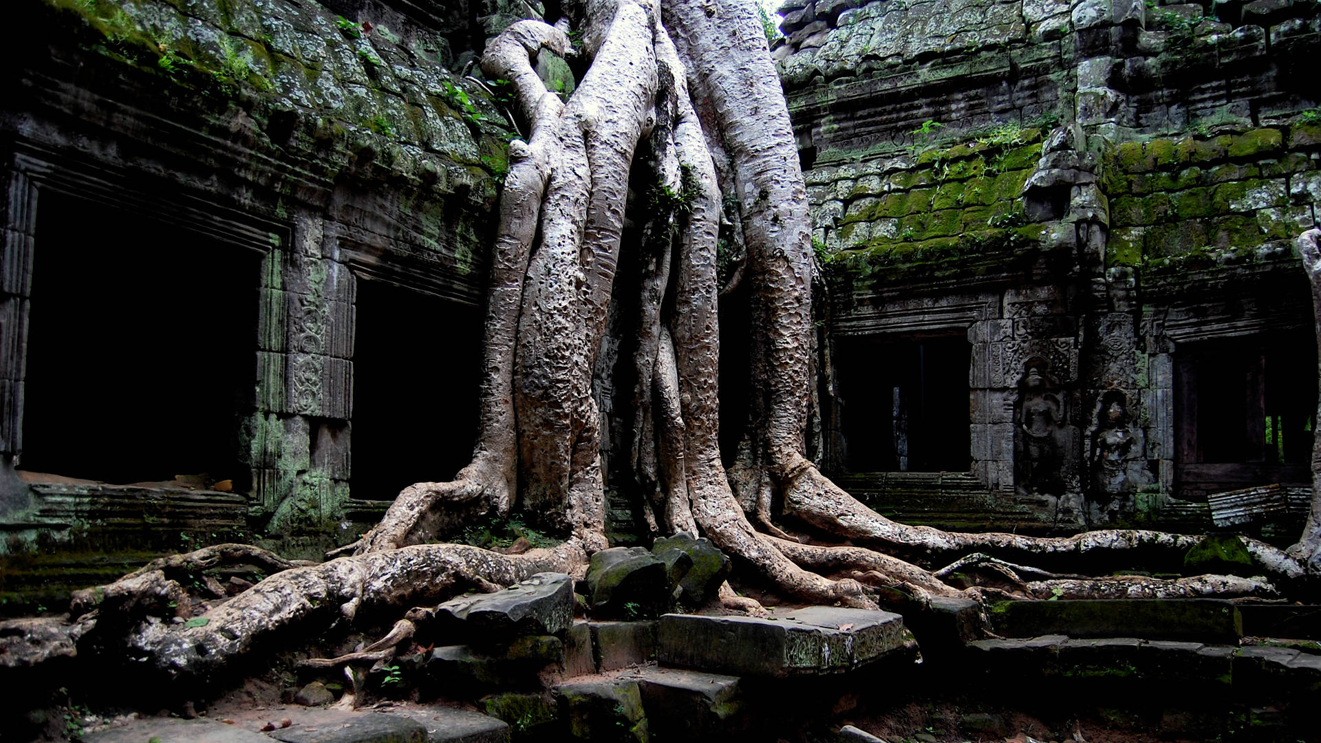 Roots In Ta Prohm Cambodia Background