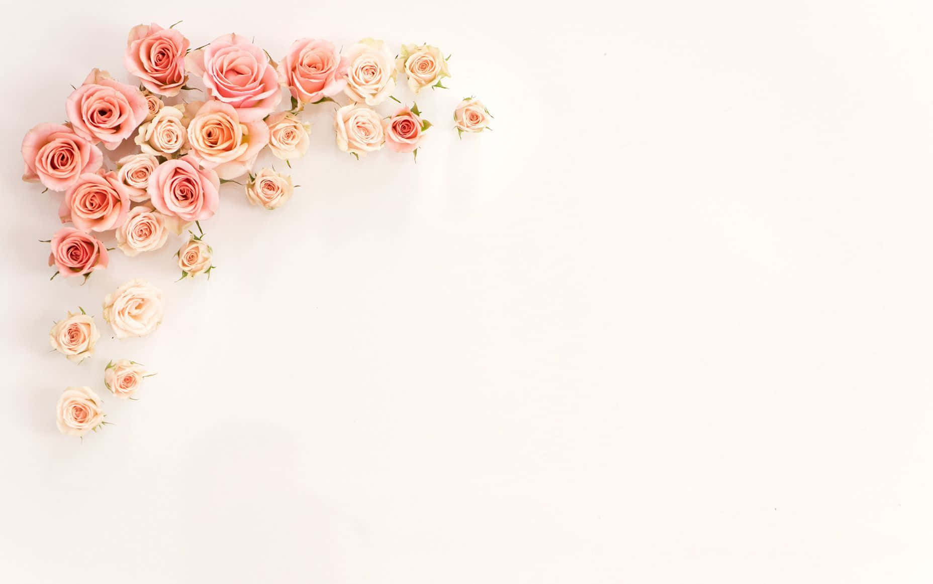 Rose Adornments Laptop Background