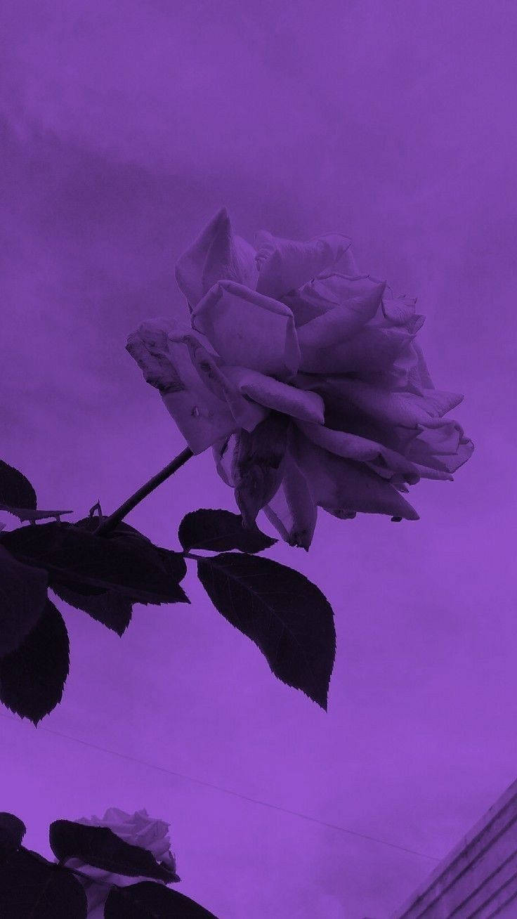 Rose Aesthetic Neon Purple Iphone Background