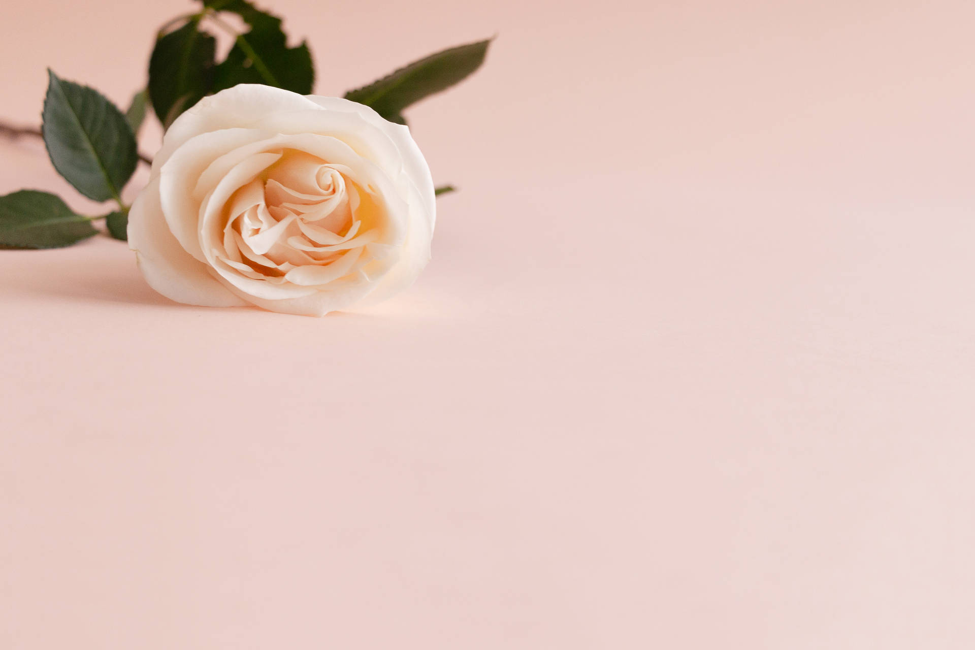 Rose Aesthetic Phone Pastel Pink Background