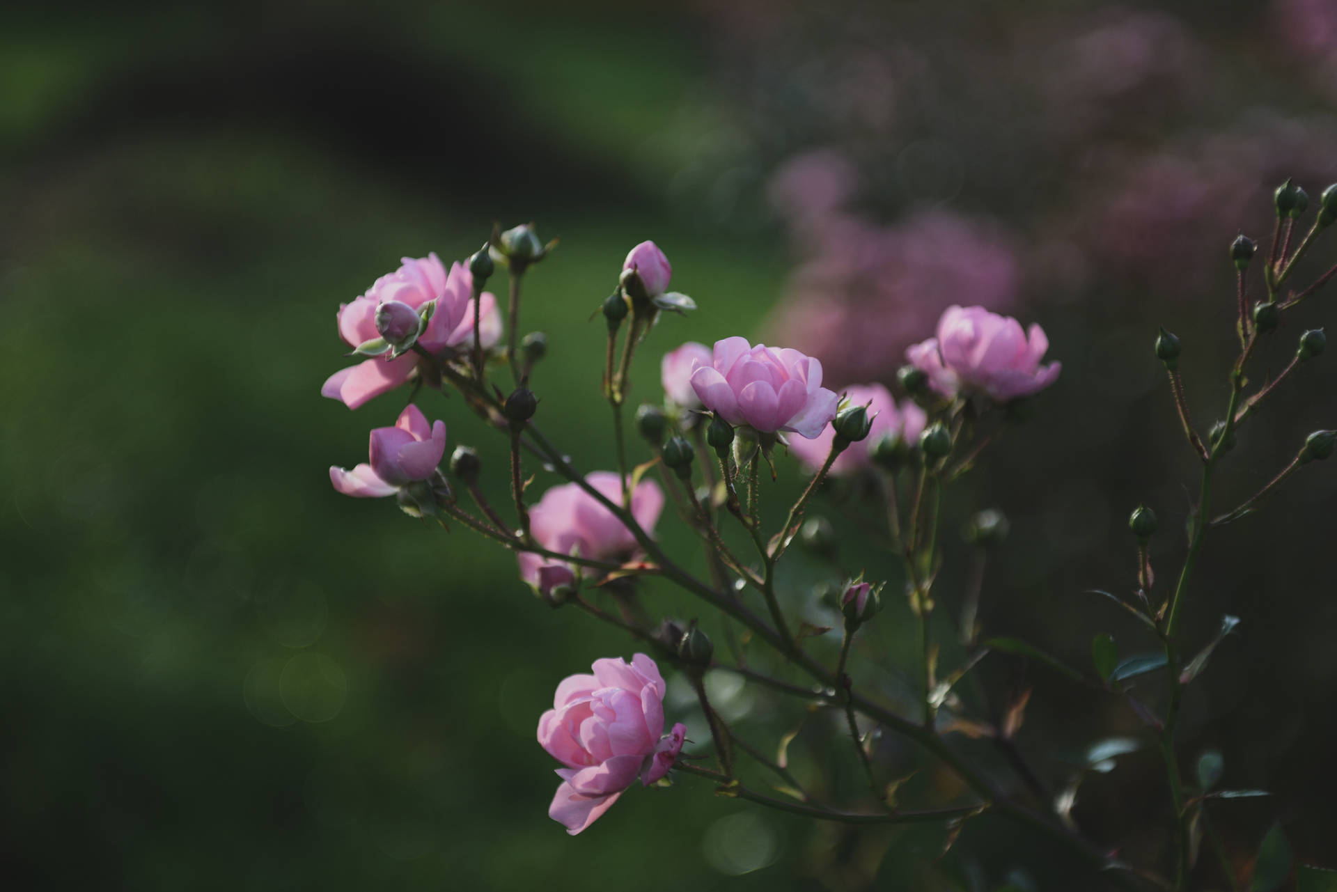 Rose Aesthetic Phone Pink Buds Background