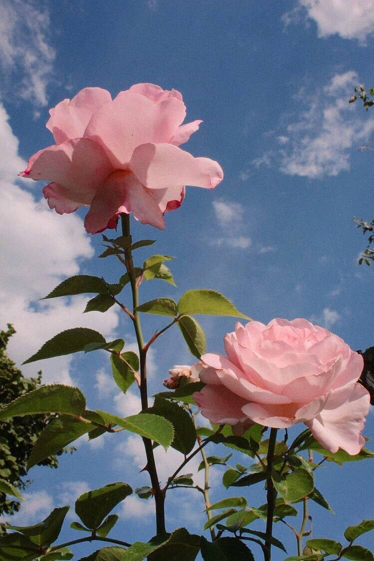 Rose And Sky In Pink Aesthetic Background