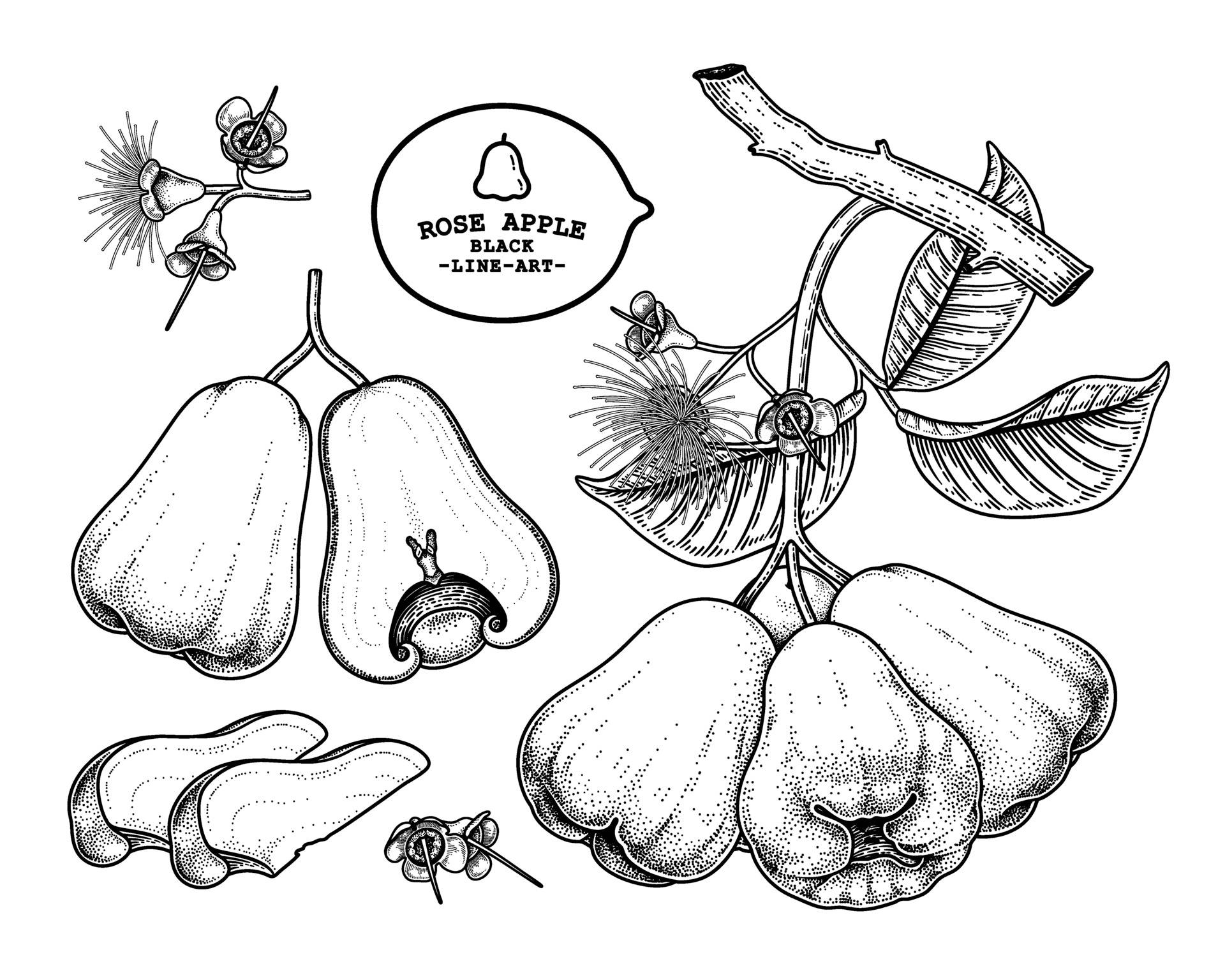 Rose Apple Drawings