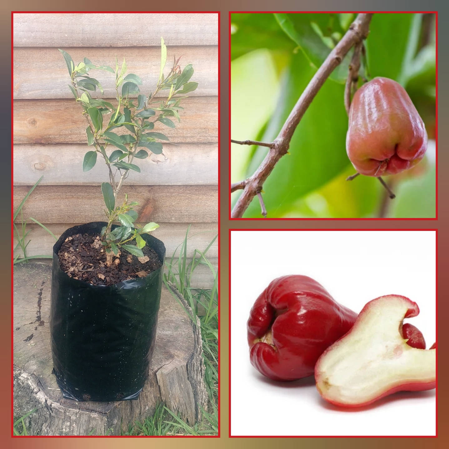 Rose Apple Plant And Fruits Background