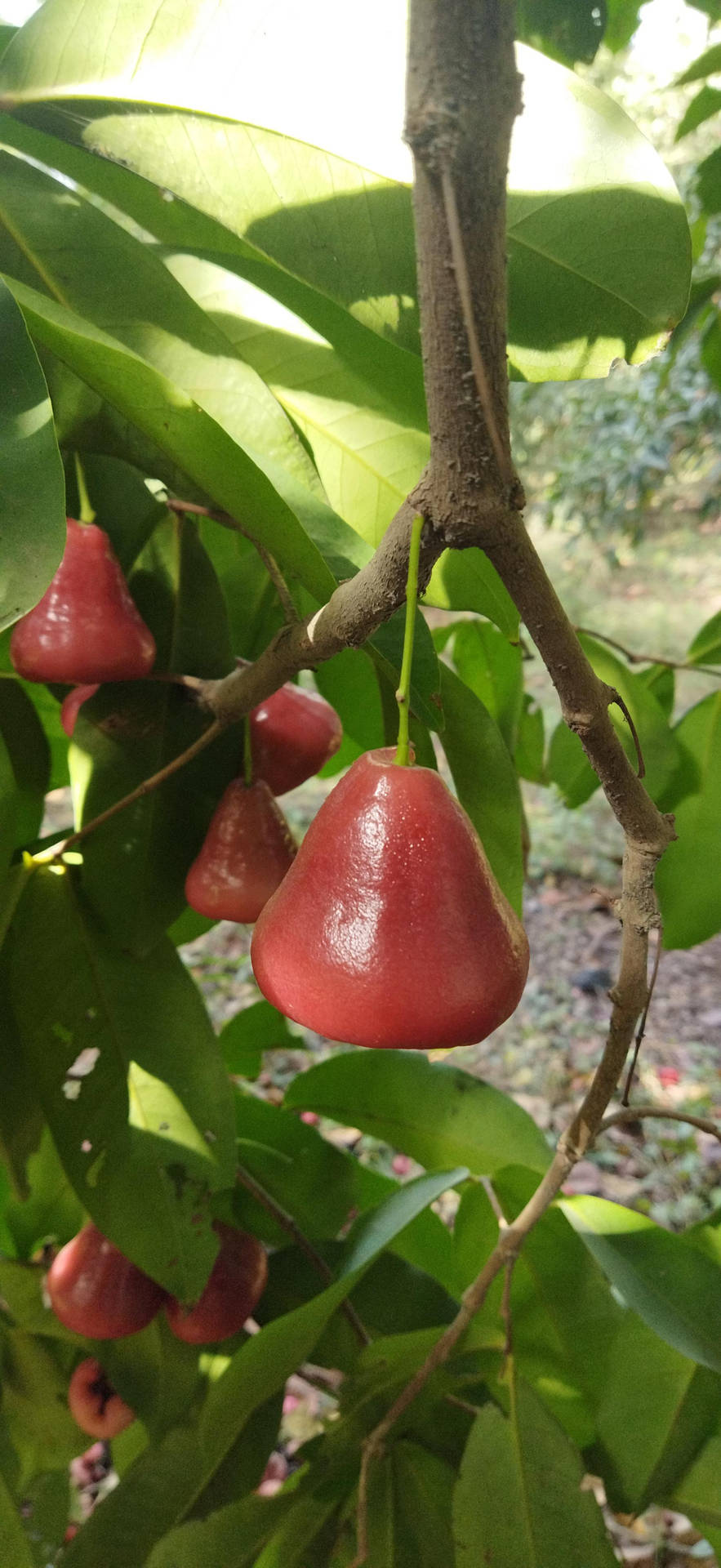 Rose Apples Hanging Low Background