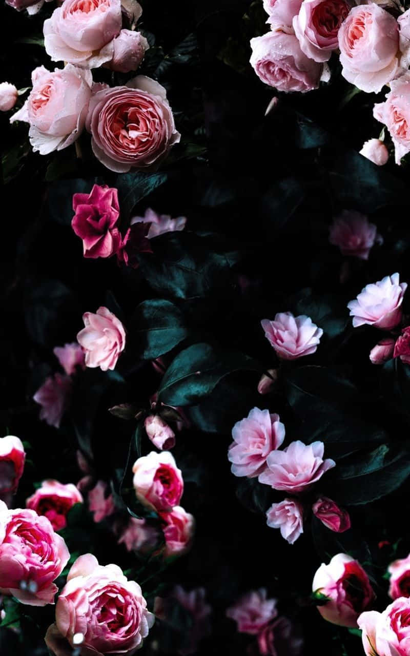 Rose Black And Pink Flower Background