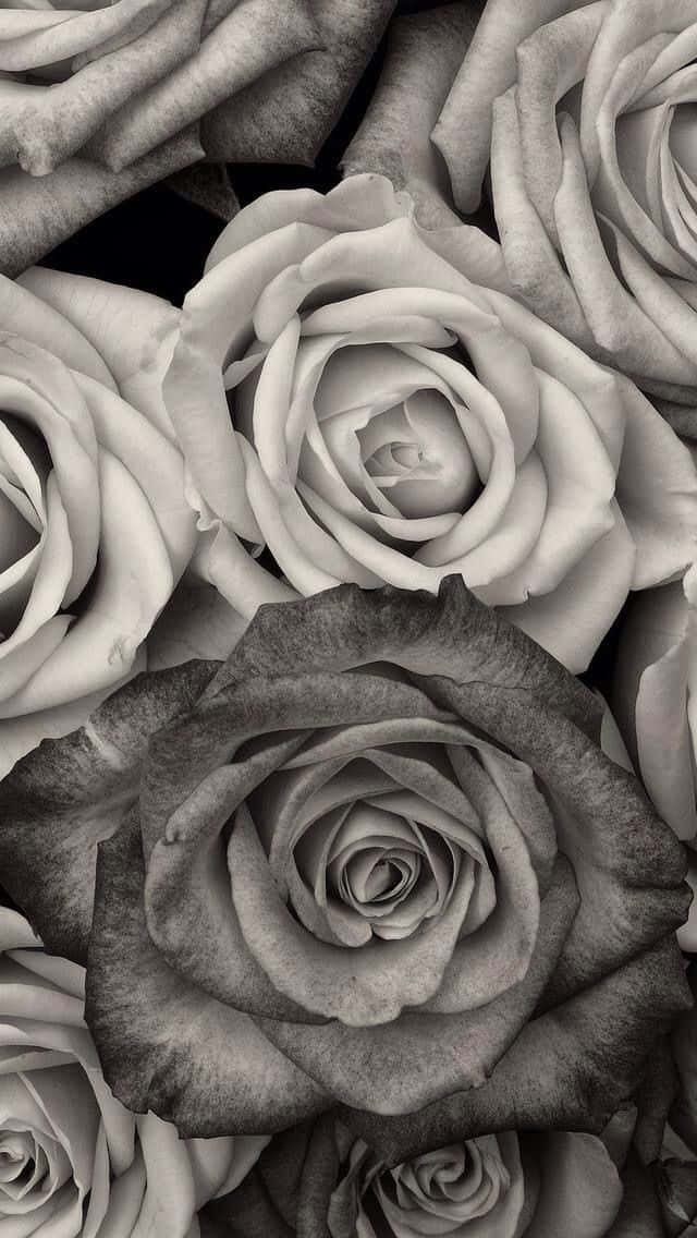 Rose Black And White Flower Iphone Background