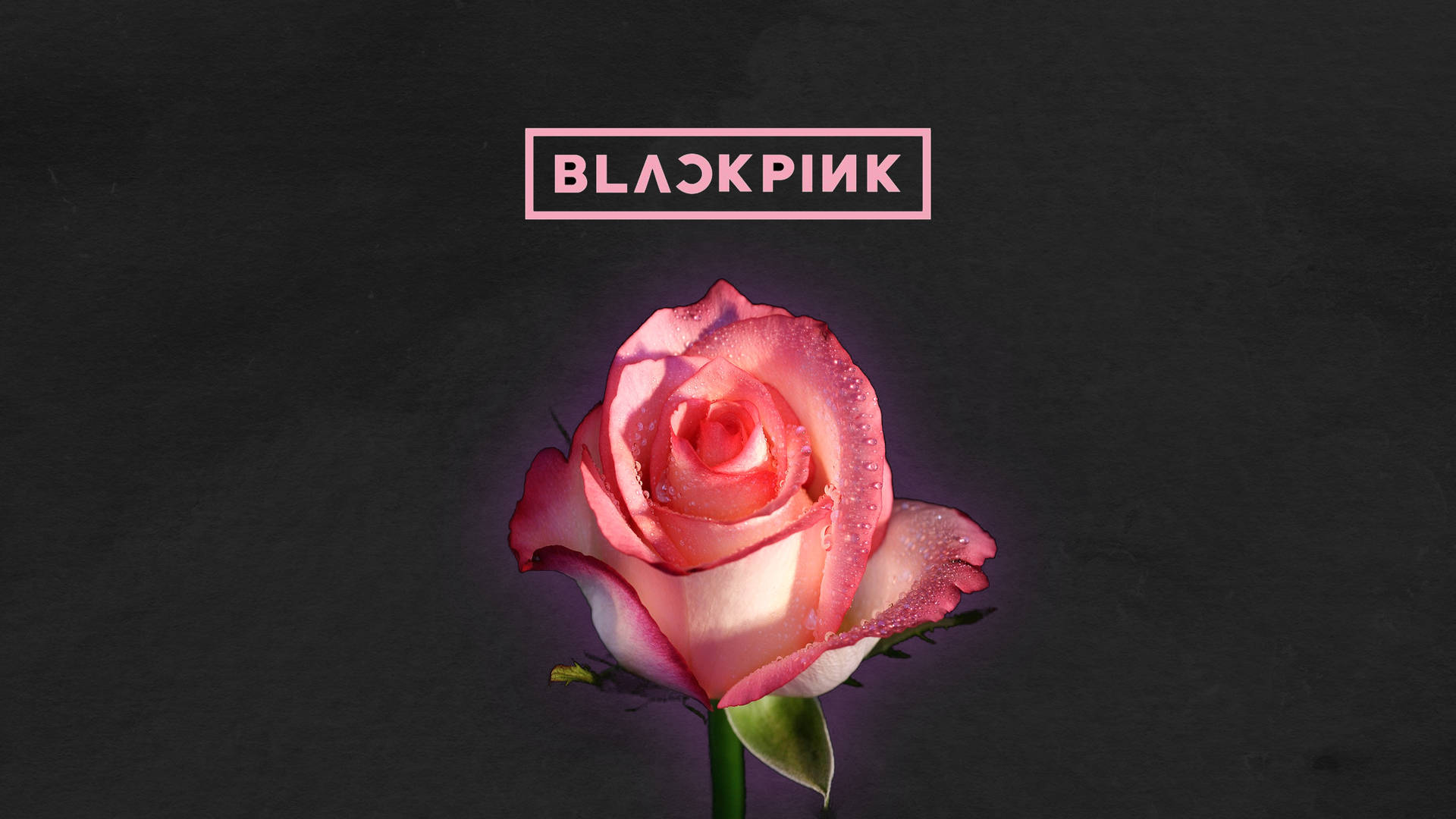 Rose Blackpink Logo Desktop Background