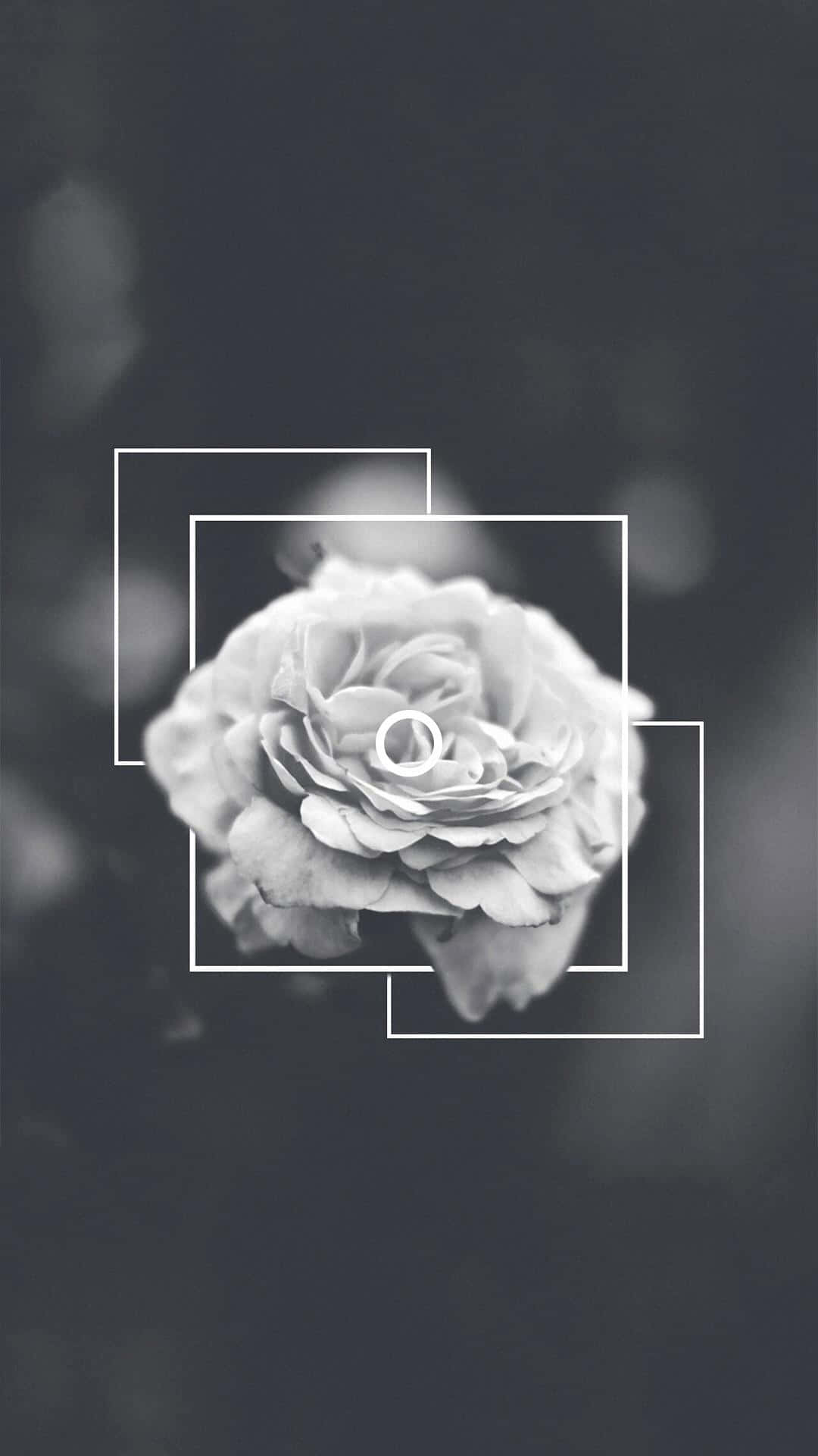 Rose Flower Black And White Aesthetic Phone Background