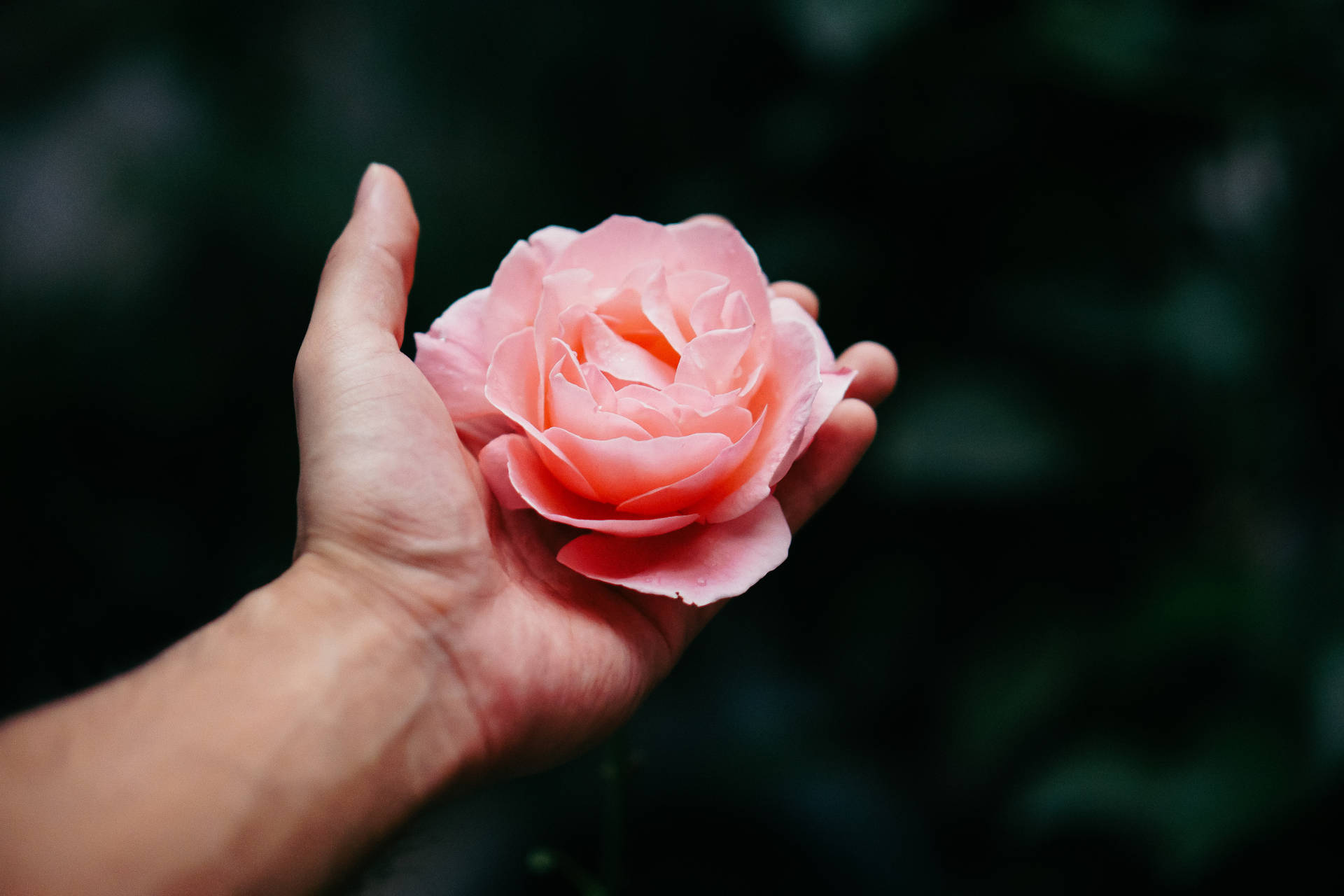Rose Flower On Hand Tumblr Desktop