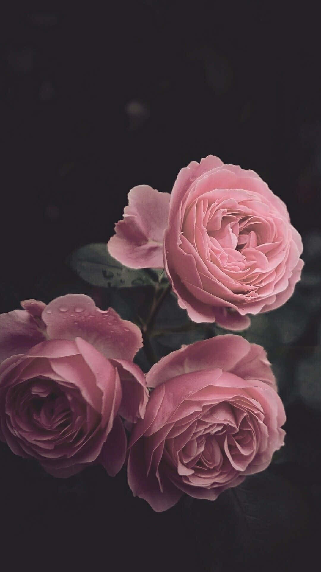 Rose Flowers In Pink Aesthetic Iphone Background