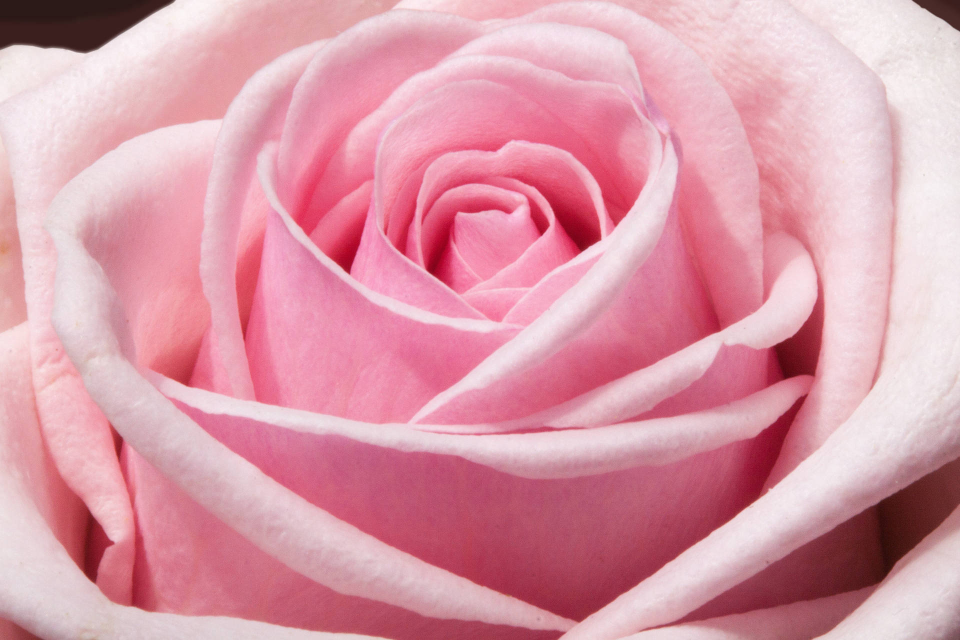 Rose For Pink Background